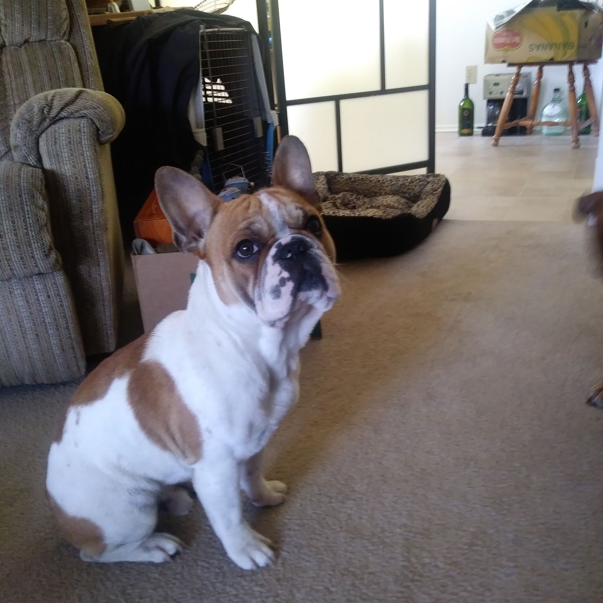 Dogwood Pet Mart Campbell River