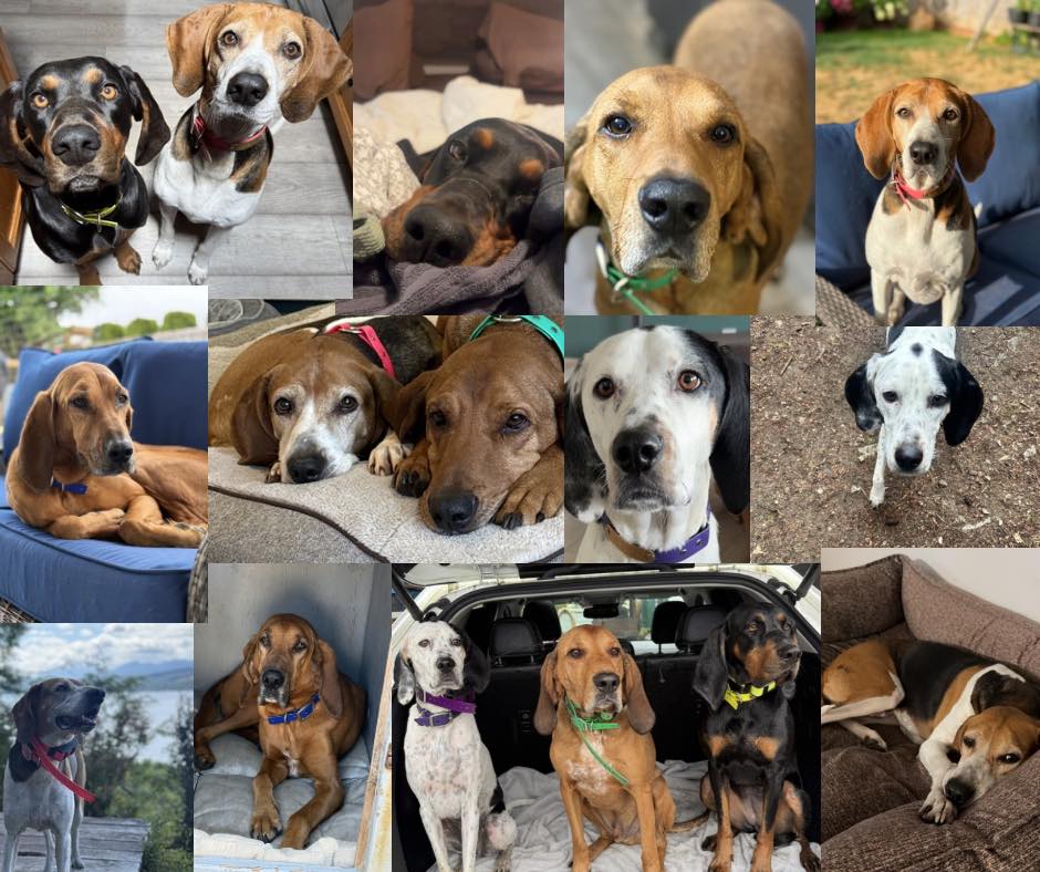 Coastland Veterinary Hospital Campbell River