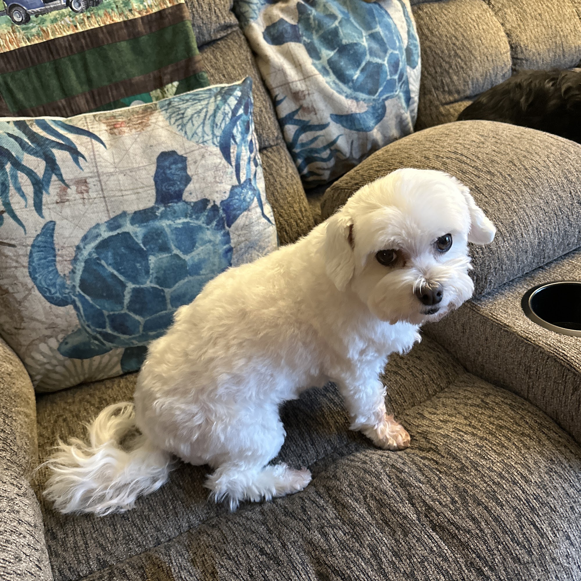 Kootenay Critters Pet Care Services and supplies Castlegar