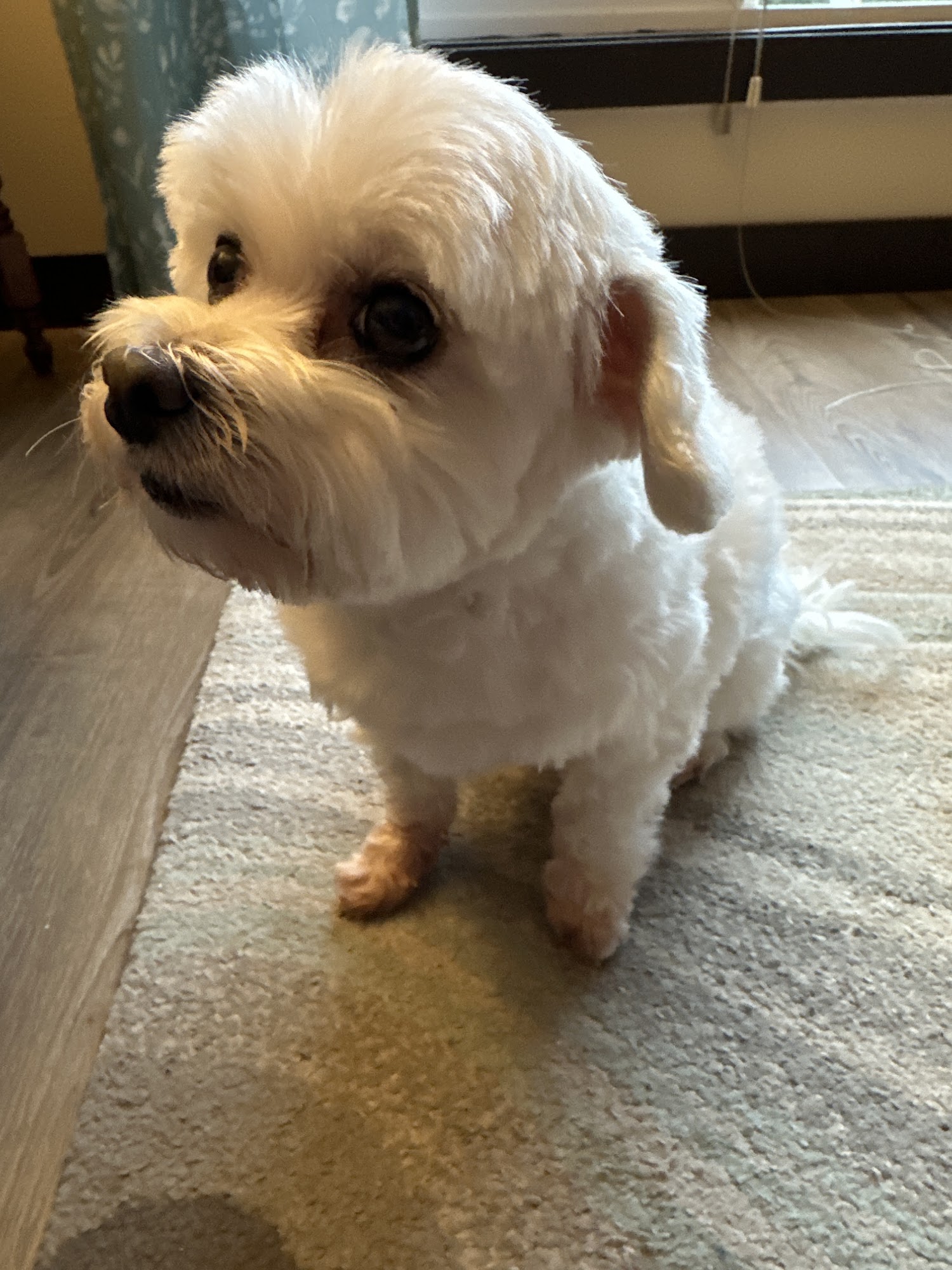 Kootenay Critters Pet Care Services and supplies Castlegar