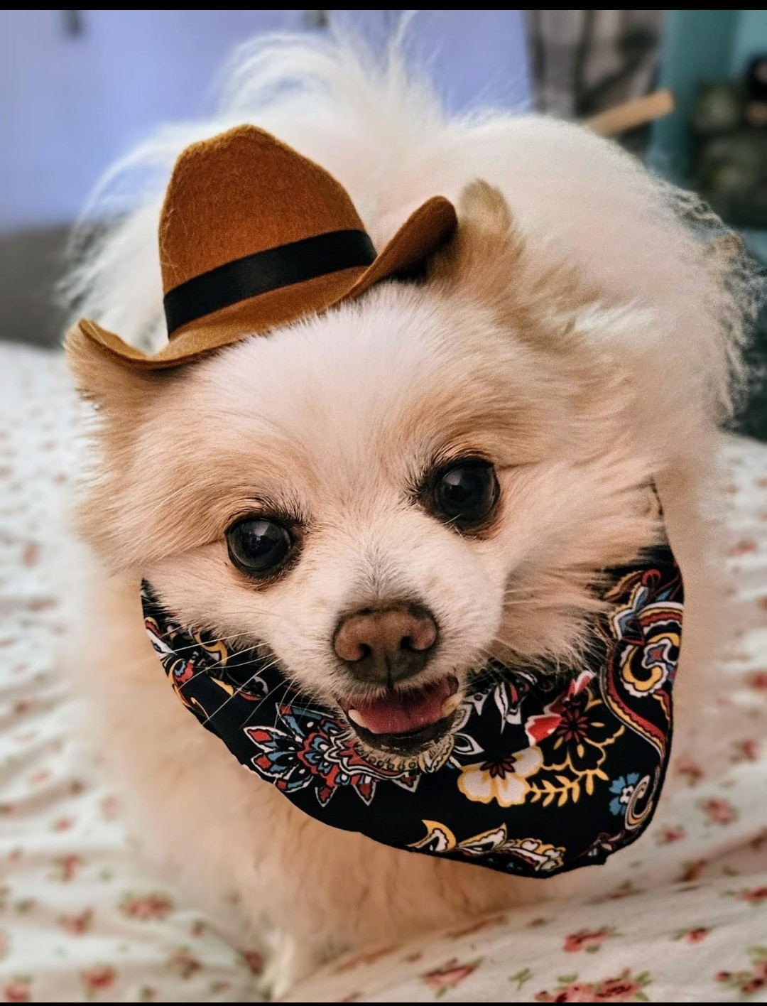 Cheam View Veterinary Hospital Chilliwack