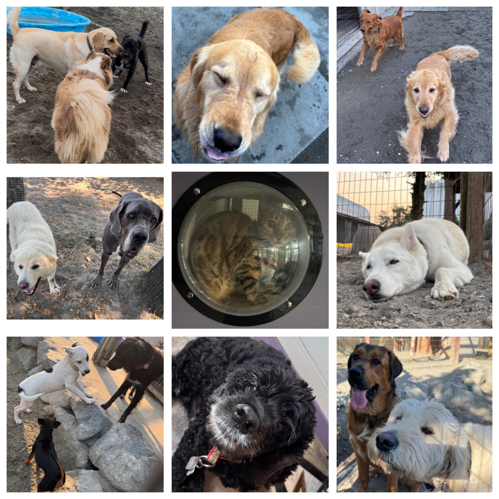 Posh Paws City Kennel Chilliwack