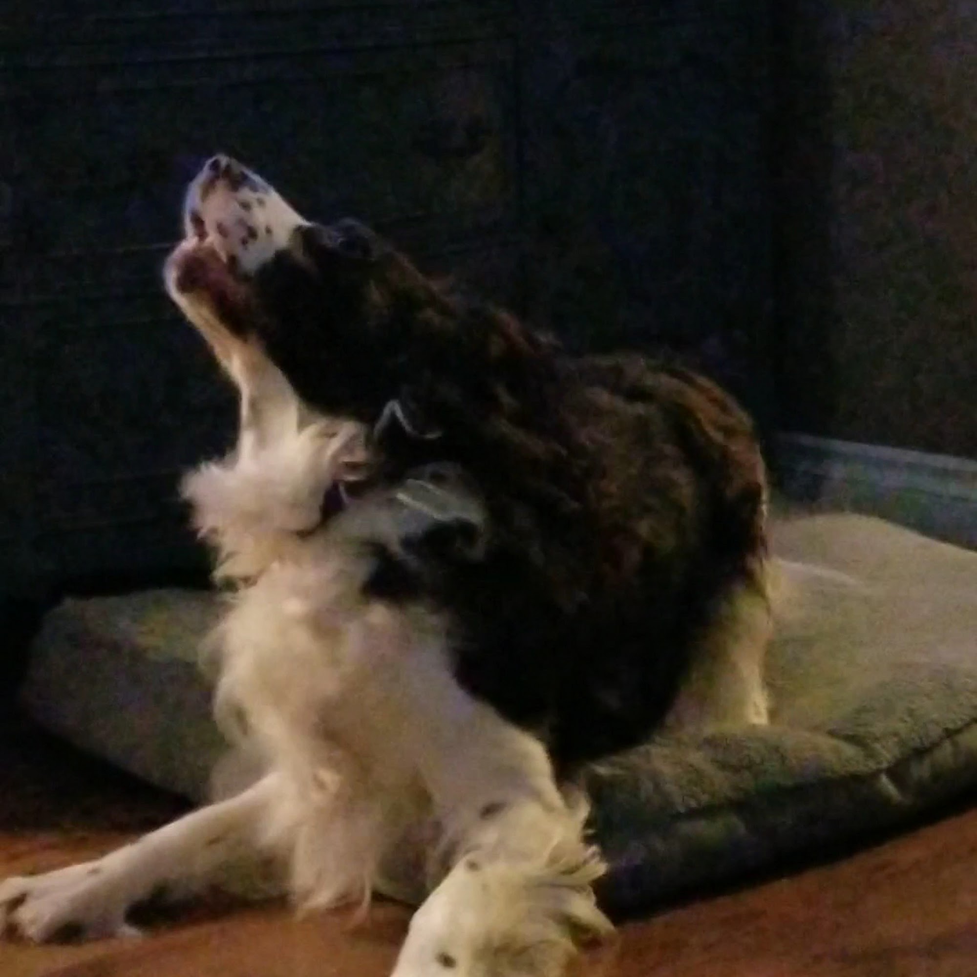 Posh Paws City Kennel Chilliwack