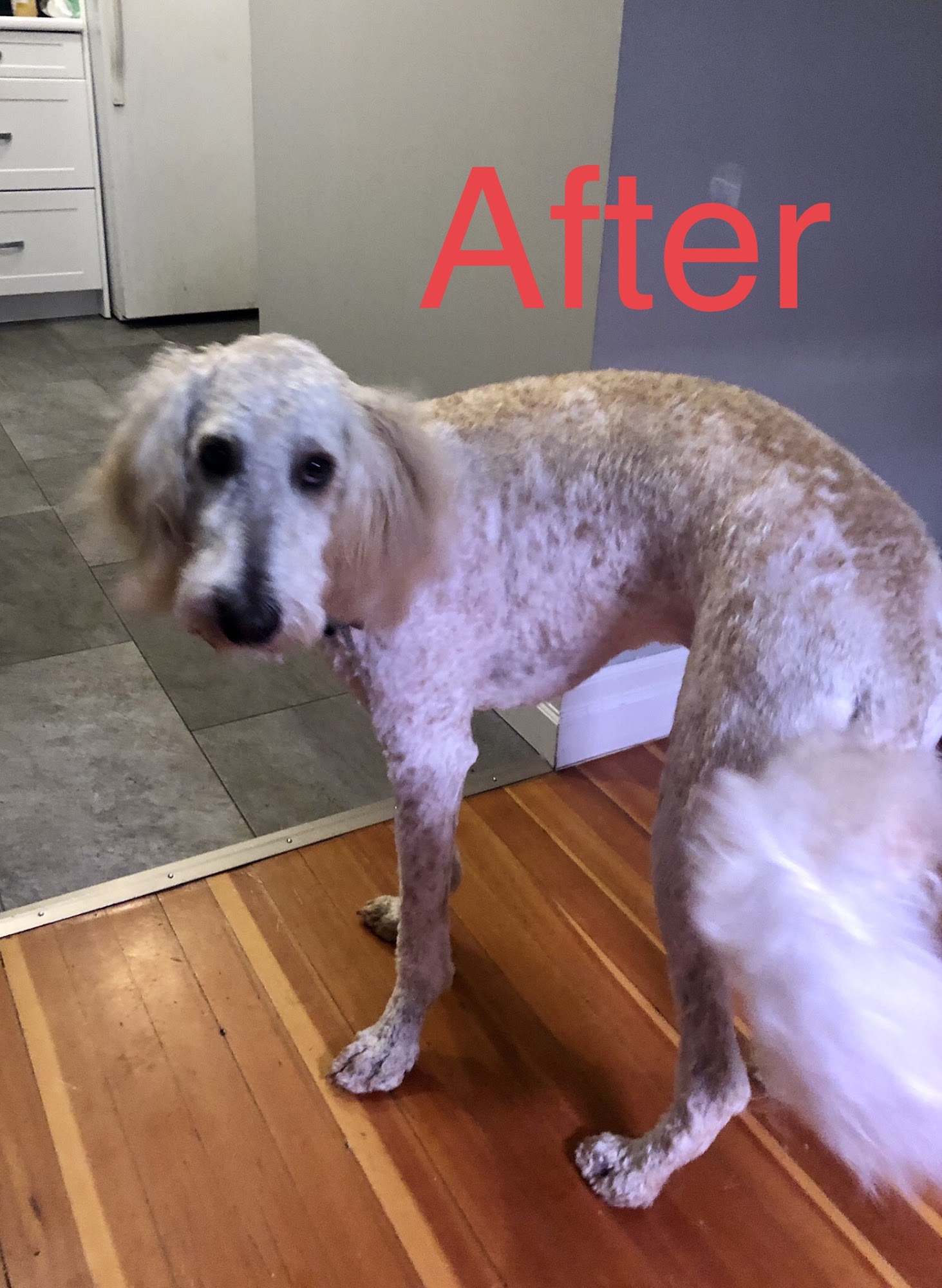 Dogfather Chilliwack