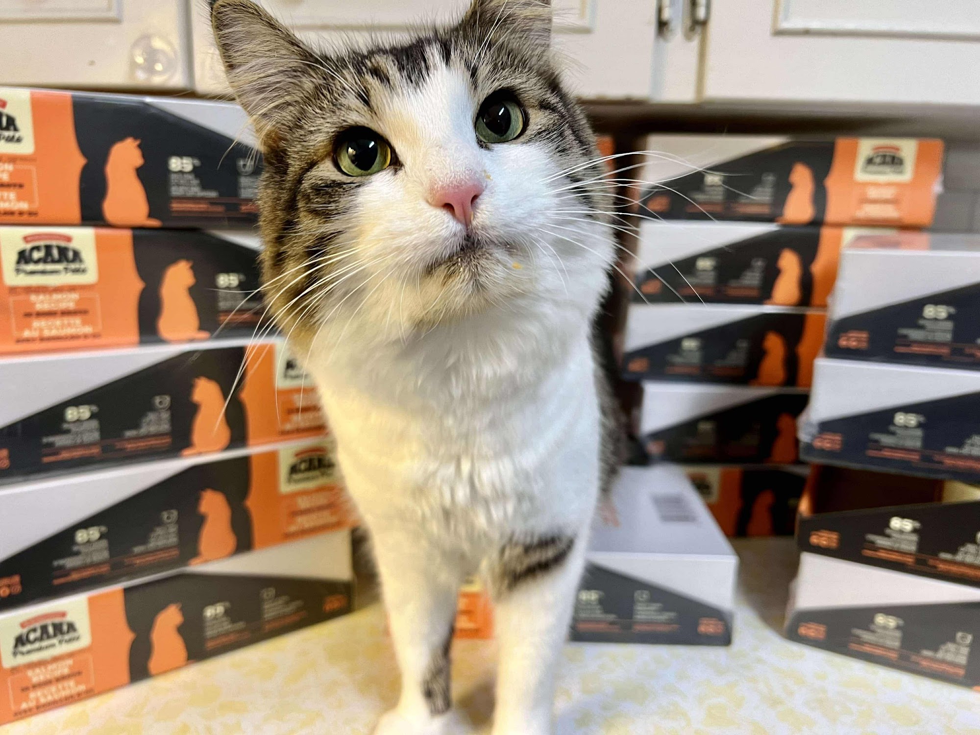 Chilliwack Animal Safe Haven Chilliwack