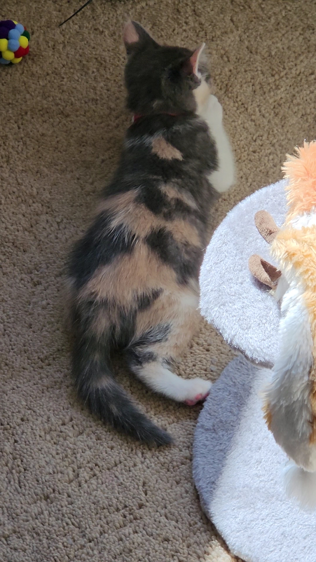 BC SPCA Comox Valley Comox