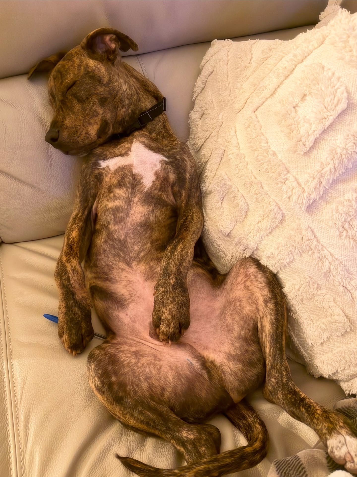 LEASH Loft & Spa Coquitlam