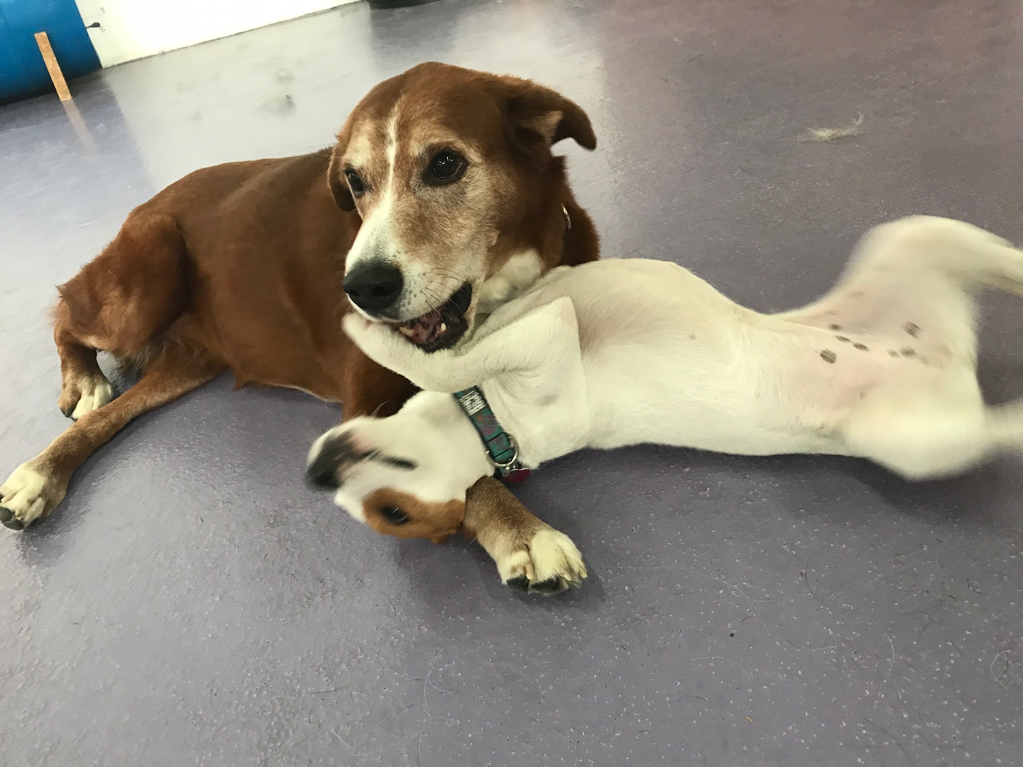 LEASH Loft & Spa Coquitlam