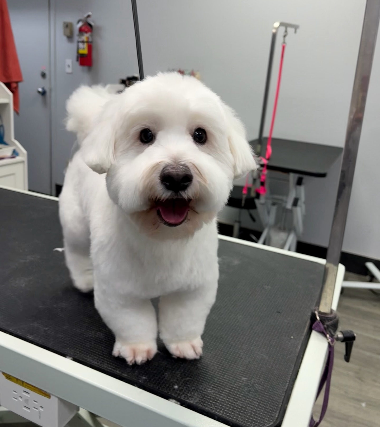 Suds 'n' Scissors - Dog Grooming Studio Coquitlam