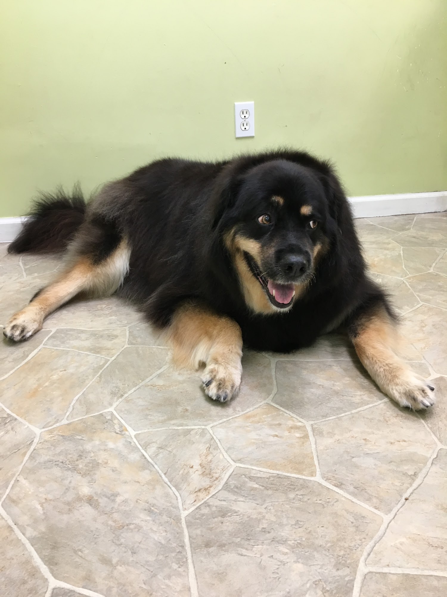 Dog Station Grooming Training & More Coquitlam