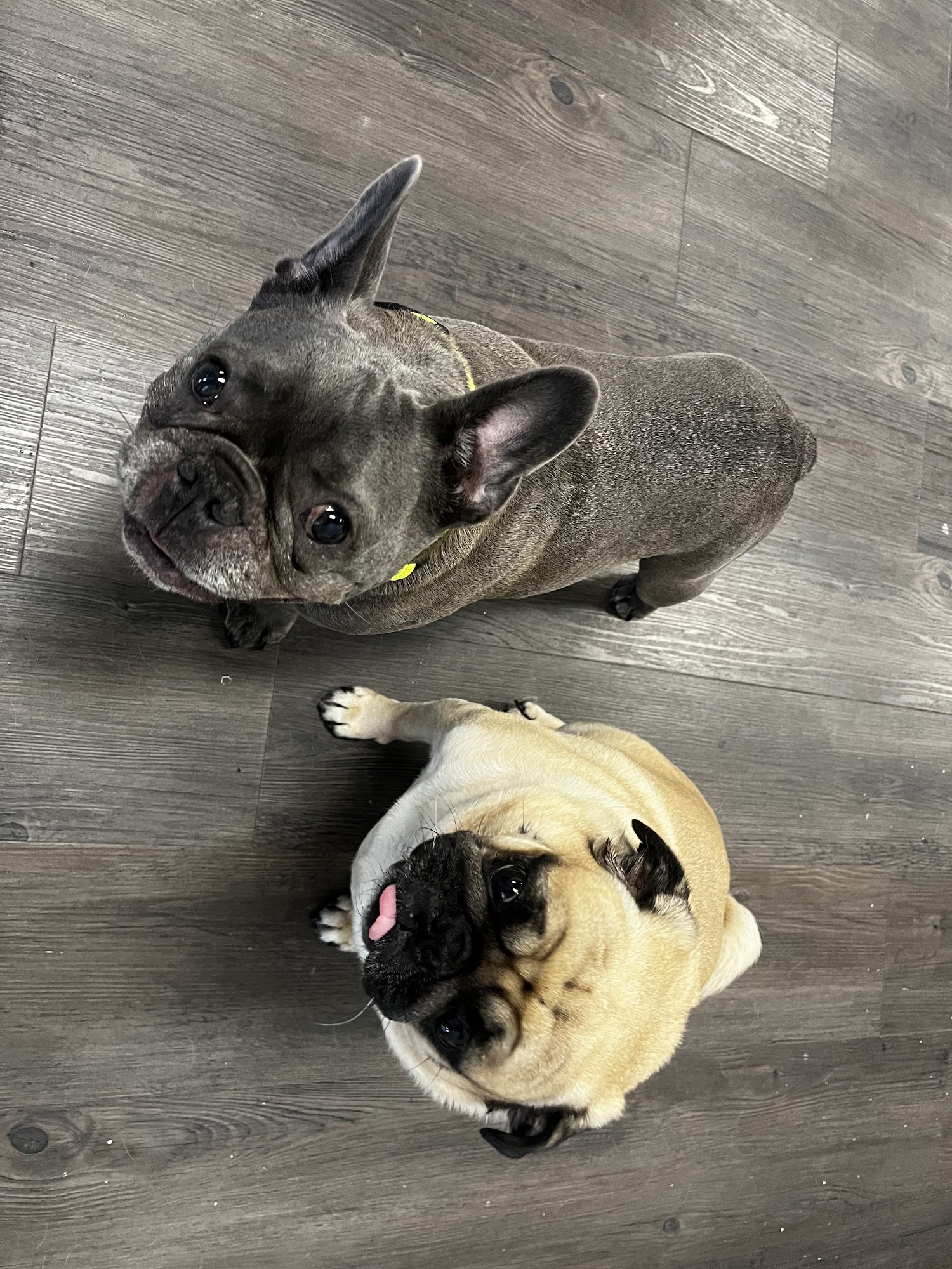 Mutts n Mittens Dog Grooming Coquitlam