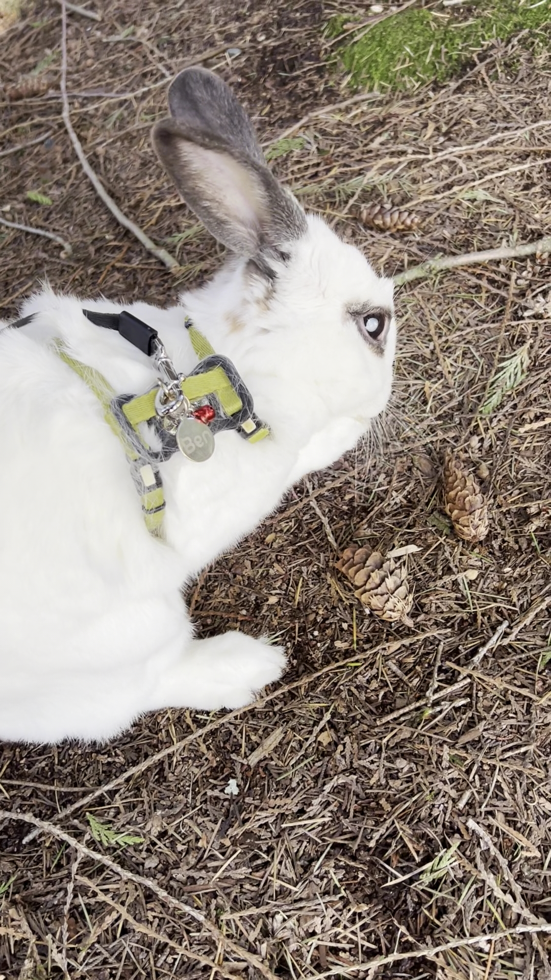 Eagle Ridge Animal & Bird Hospital Coquitlam