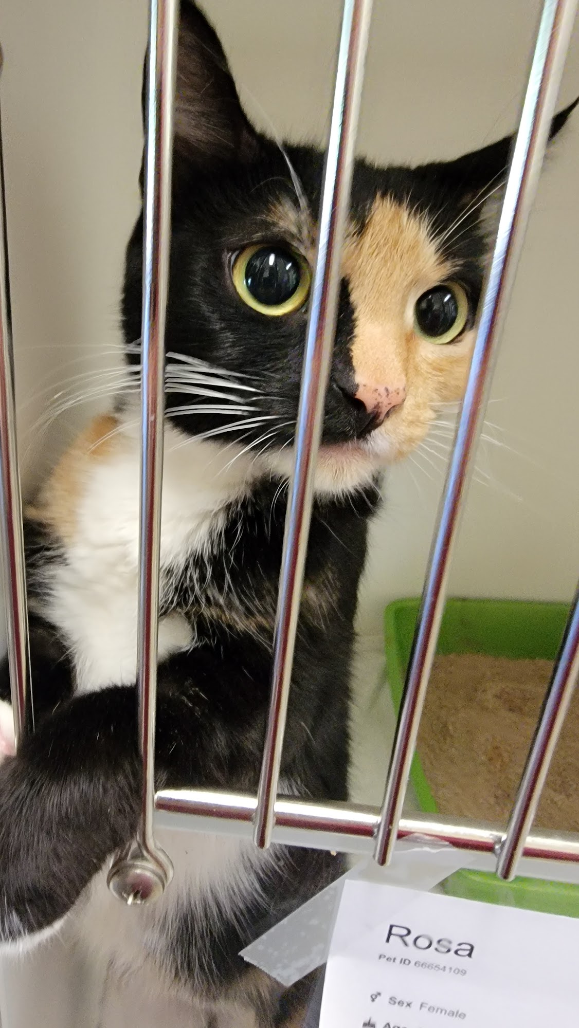 Coquitlam Animal Shelter Coquitlam