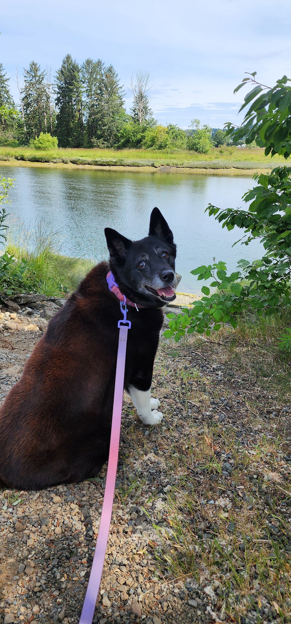 Puntledge Veterinary Clinic Inc Courtenay