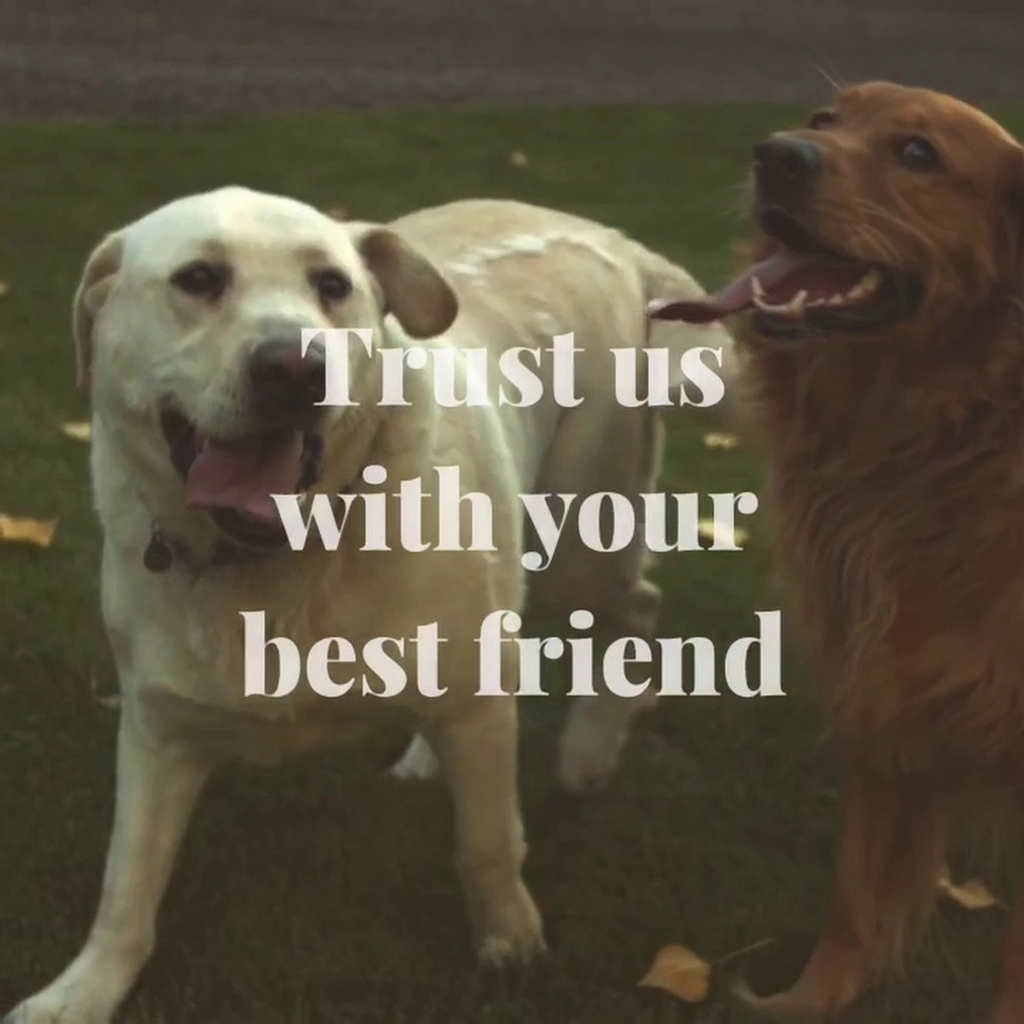 Playpen Pet Boarding & Grooming Cranbrook