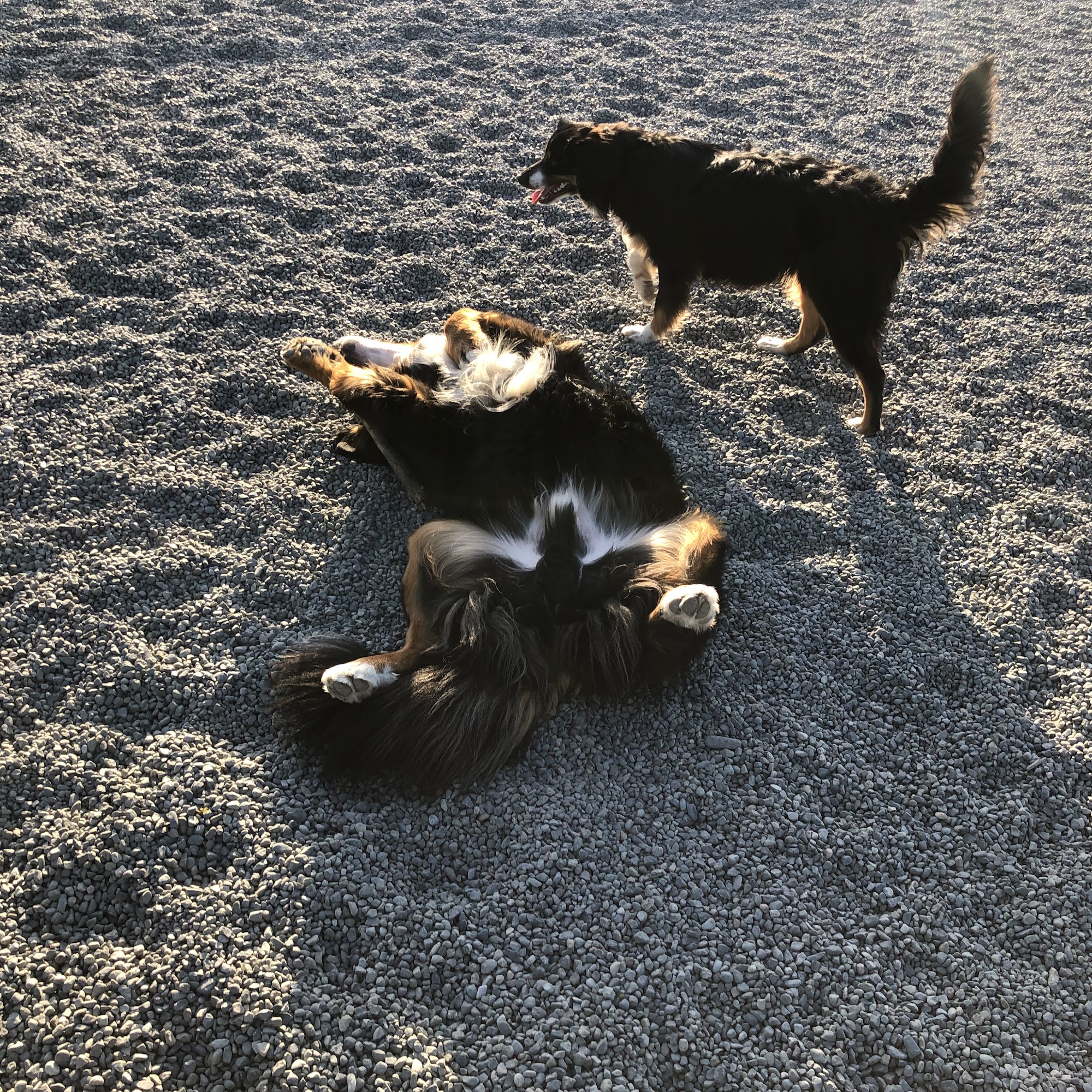 Somenos Creek Dog Park Duncan