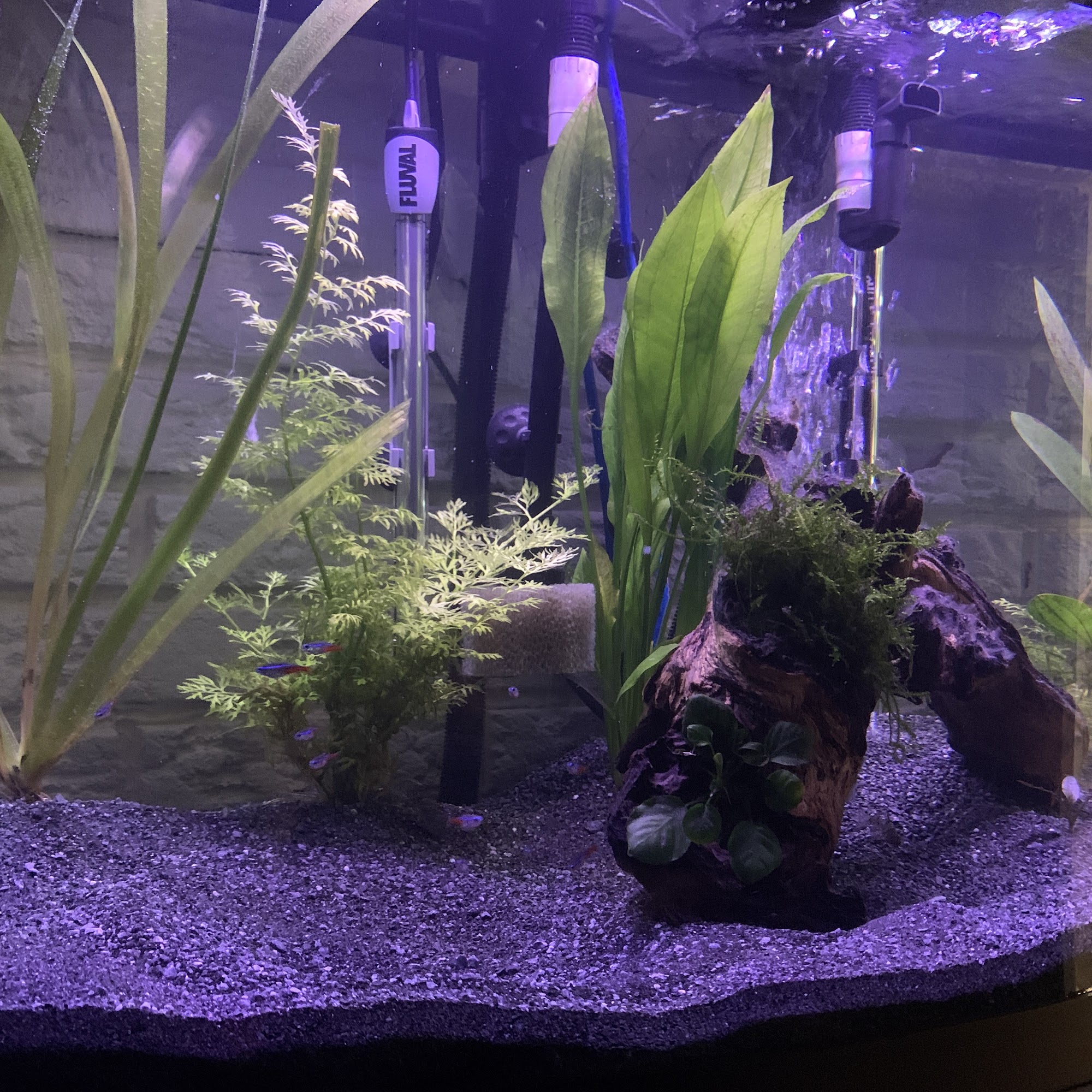 Island Pet Zone & Ponds Duncan