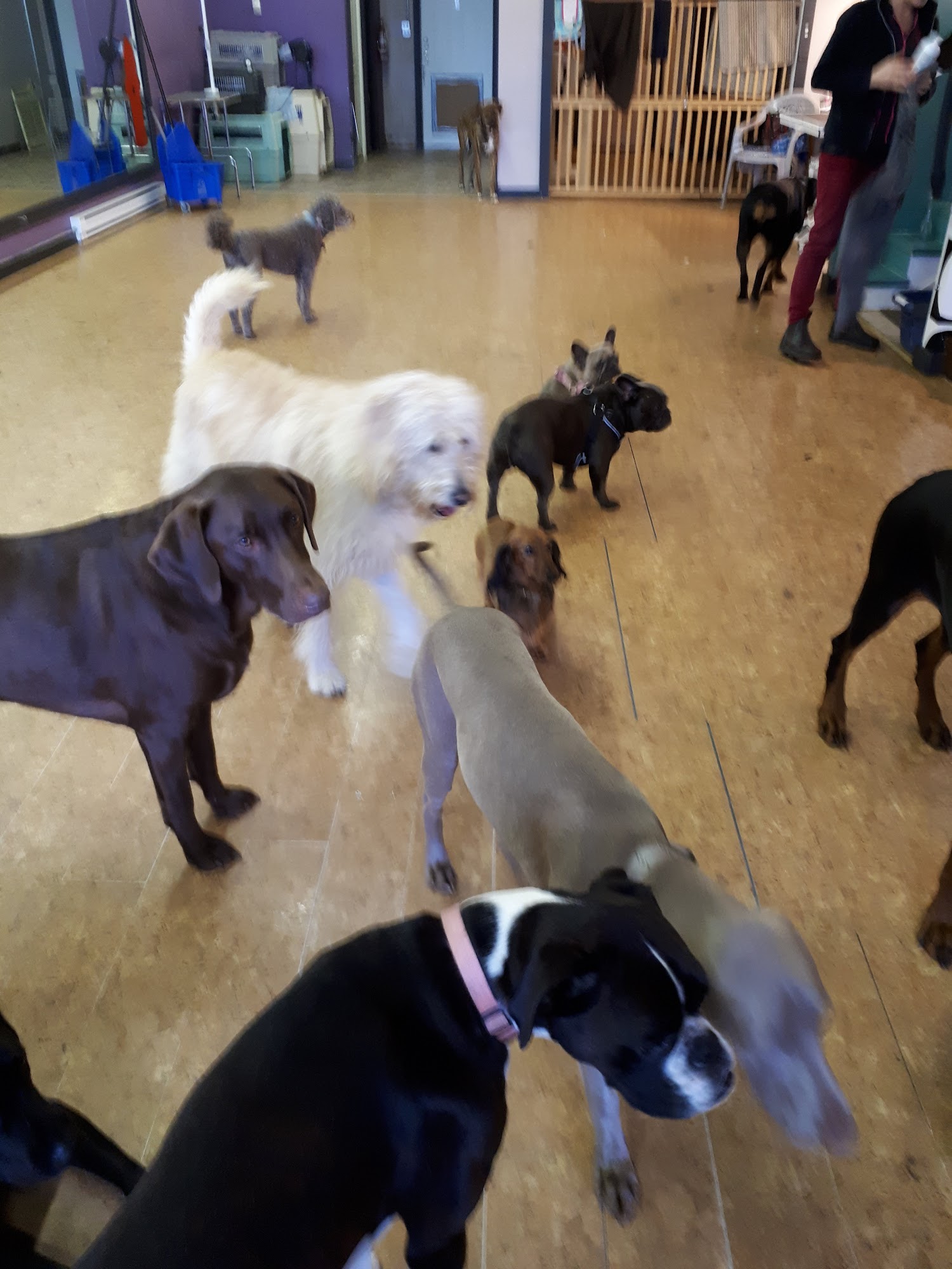 Lucky Dog U-Bath Duncan