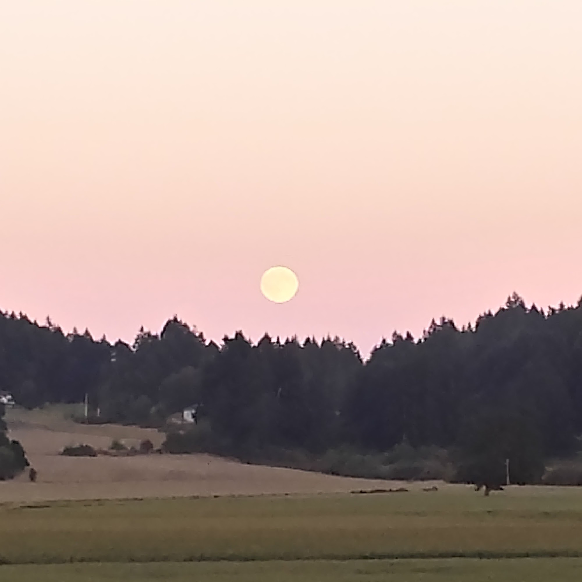 Farmer Ben's Eggs Duncan