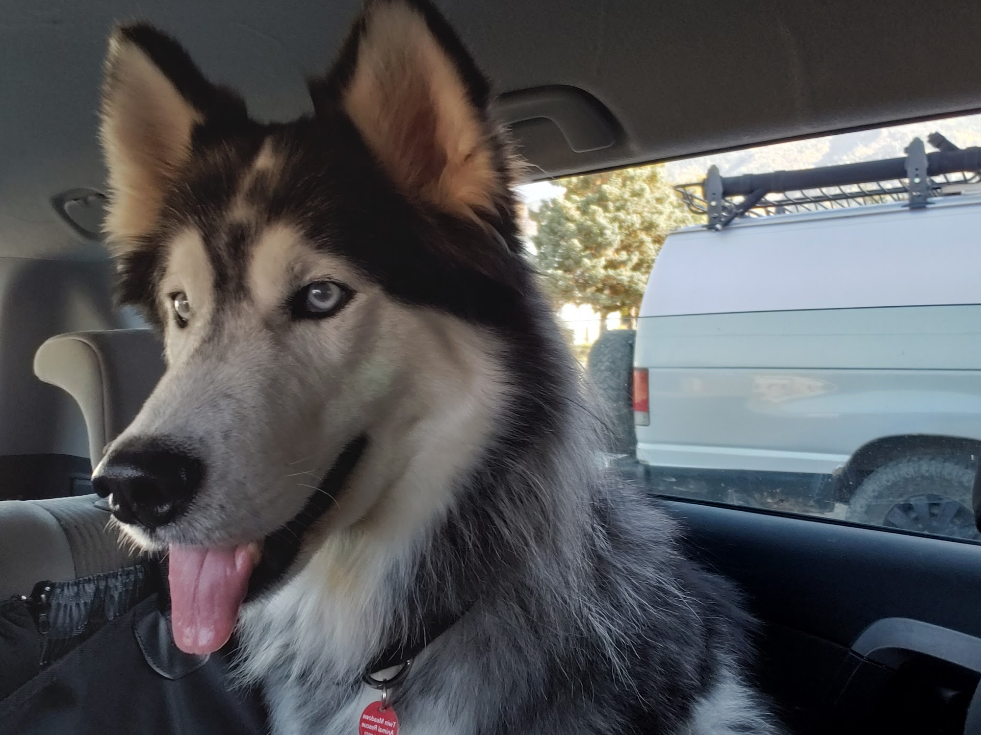 Barkside Pets Fernie