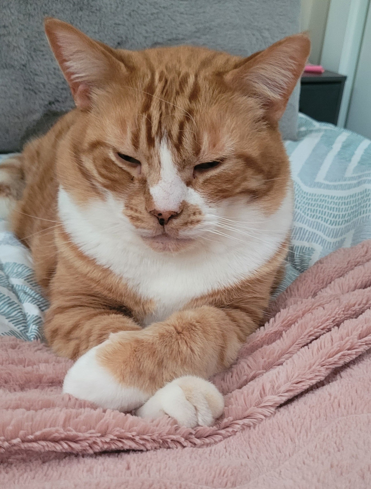 Steady Pet Care Solutions