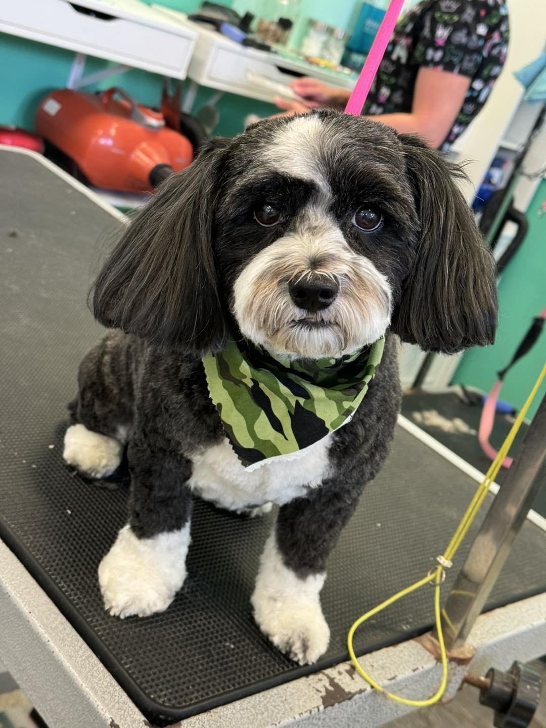 Bernie's Doggie Stylin