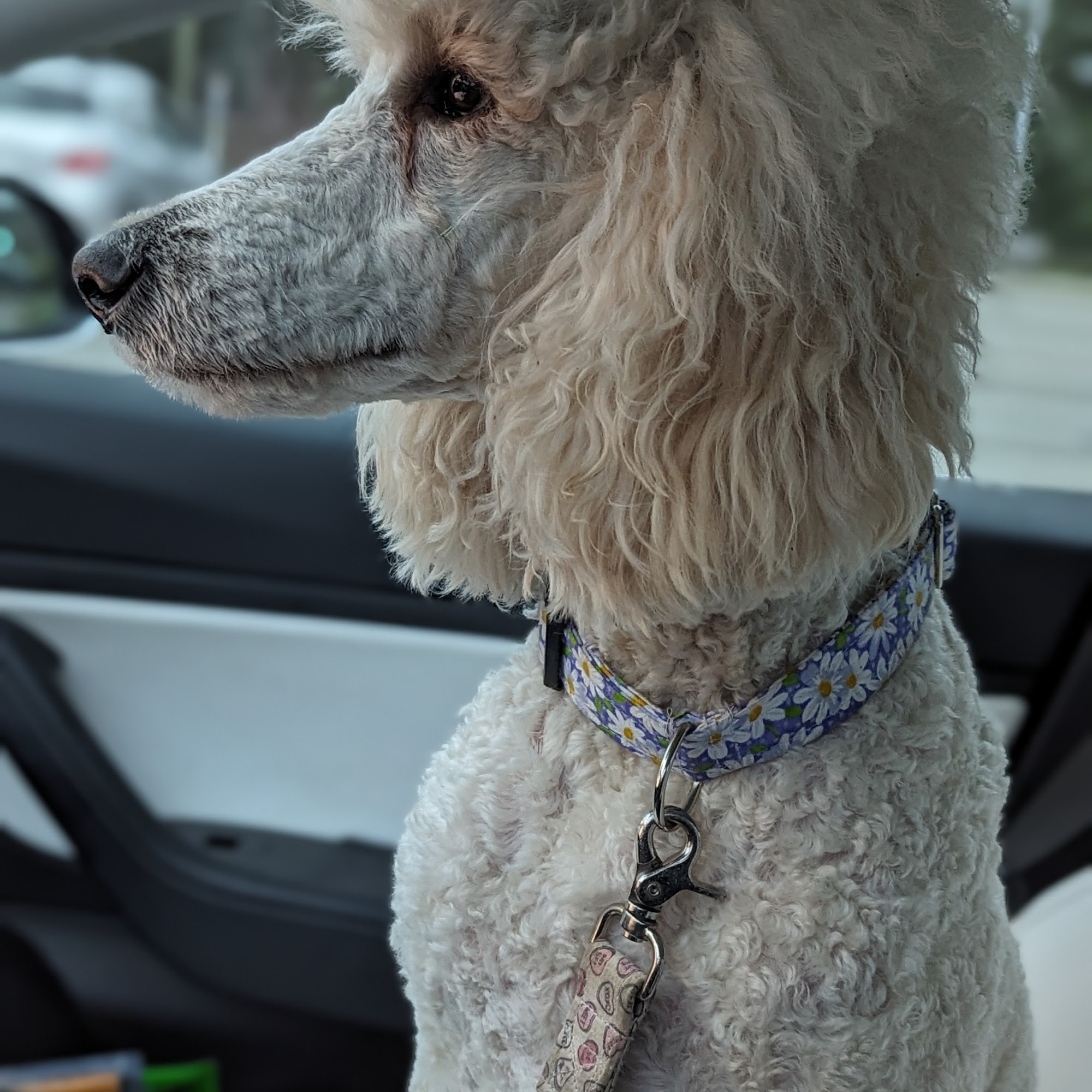 Gibsons Veterinary Hospital Gibsons