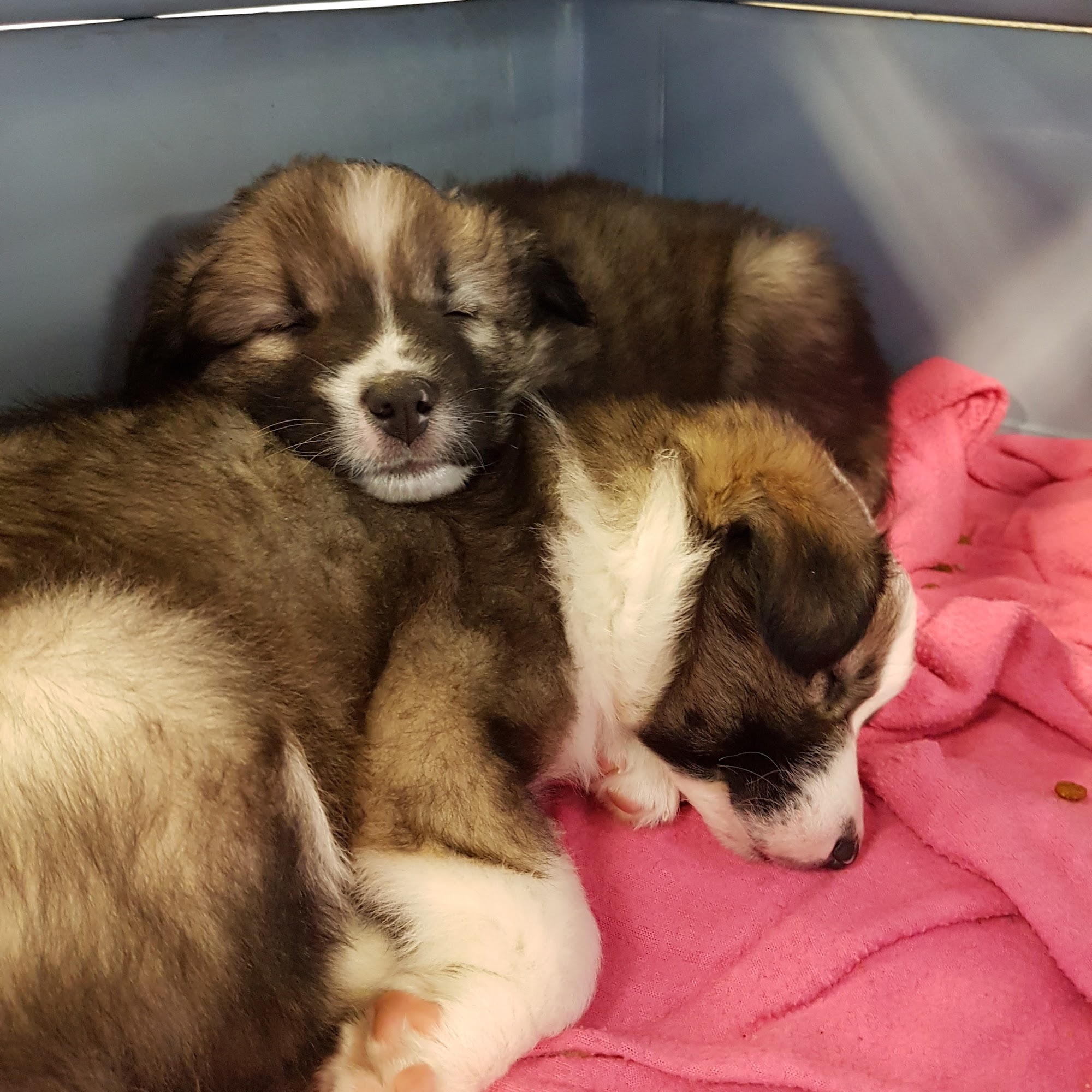 Total Pet Grand Forks