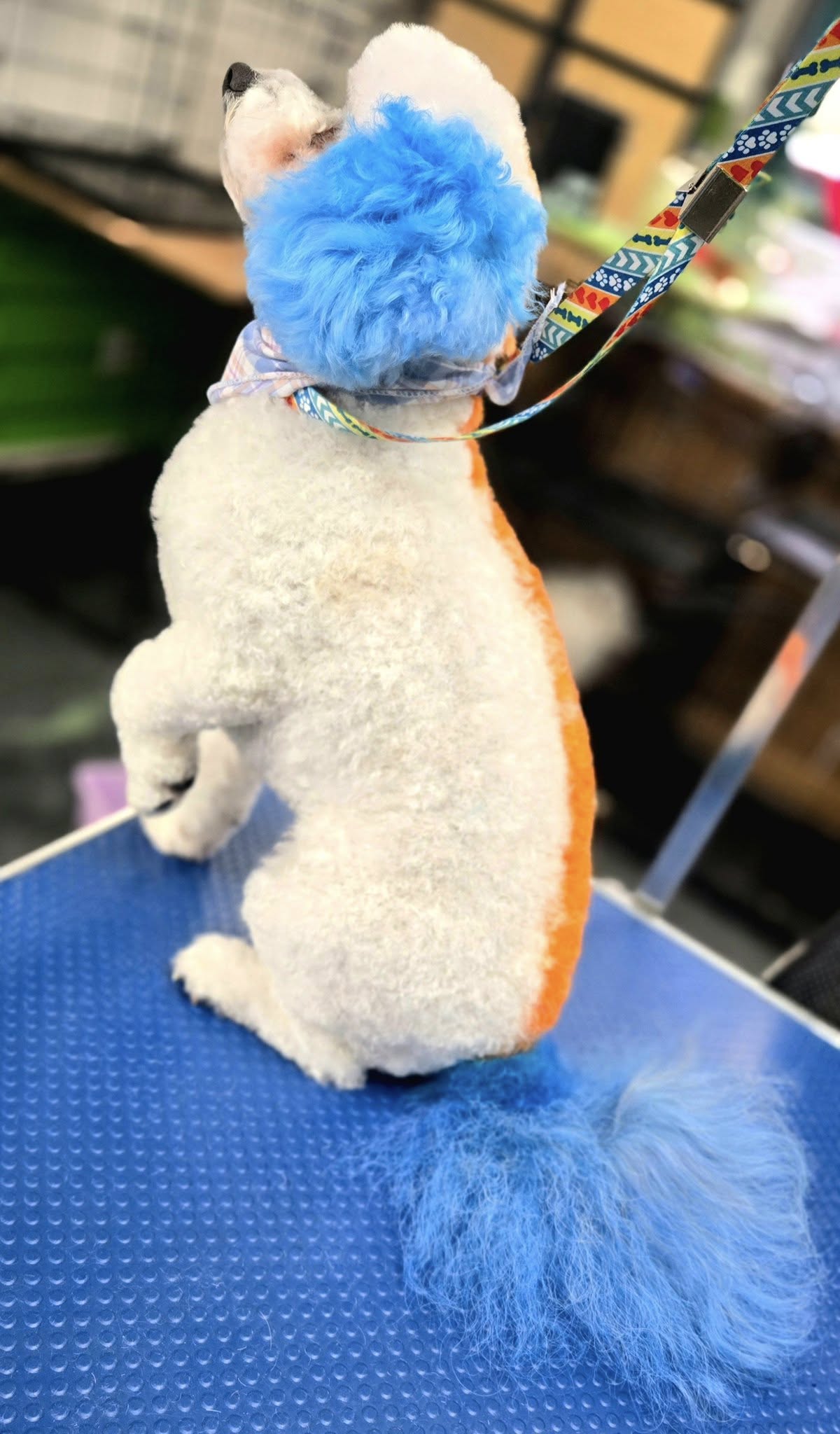 K'9 Designz Grooming Salon Kamloops