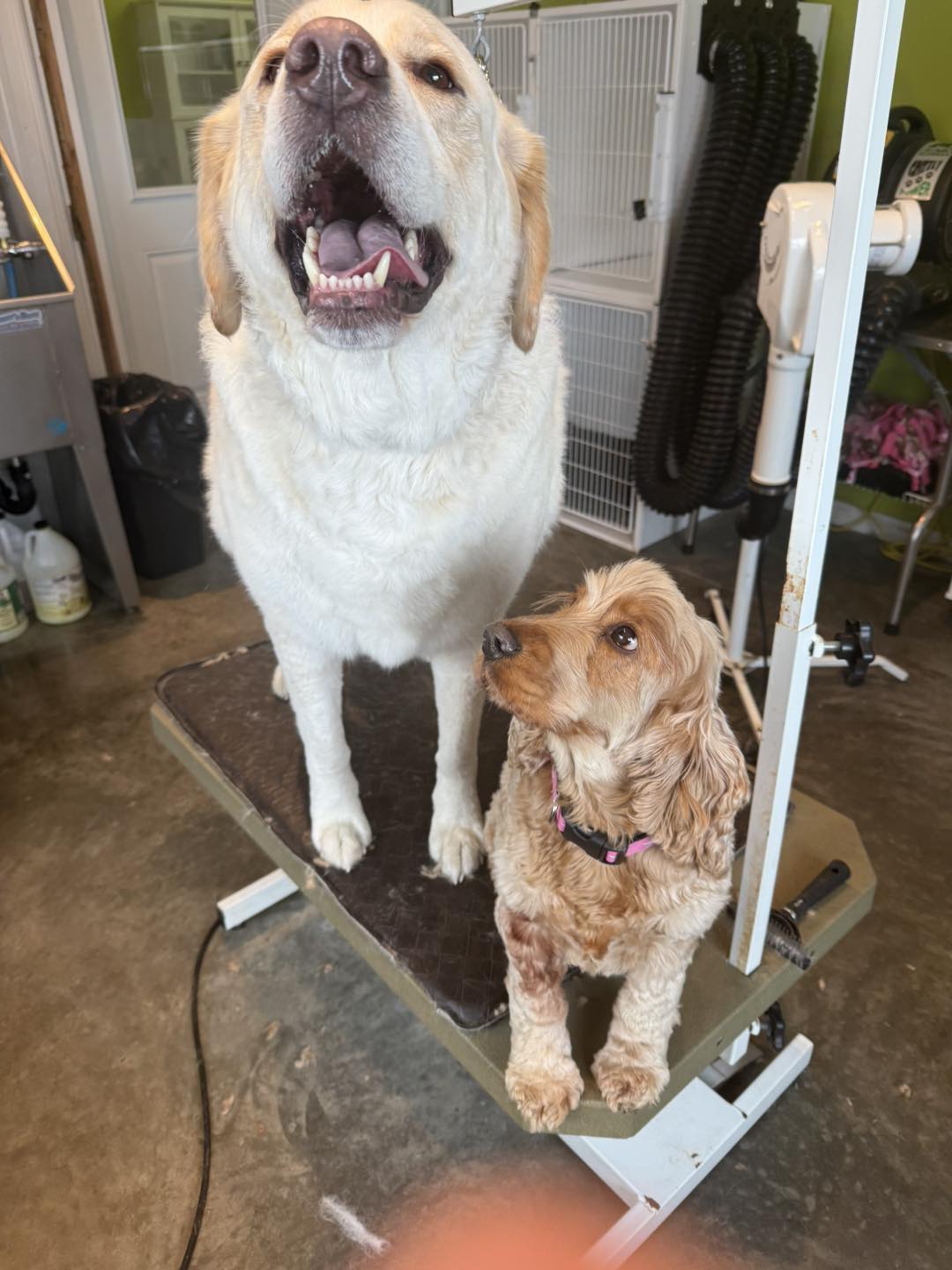 Someday Retrievers Kamloops