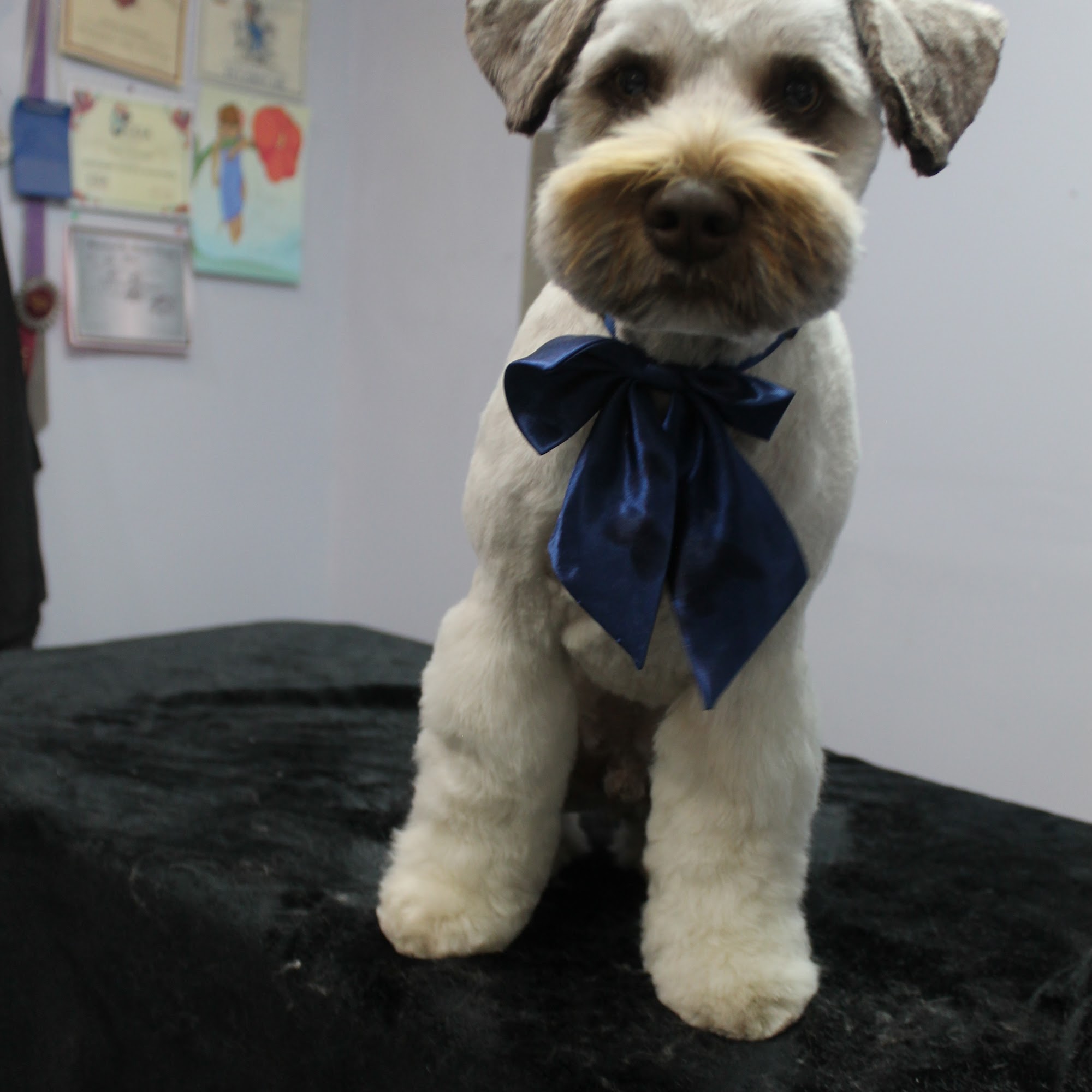 Lavender Dog Grooming Company Kamloops
