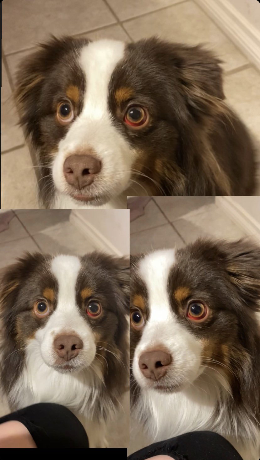 Tanja's Pet Grooming Kamloops