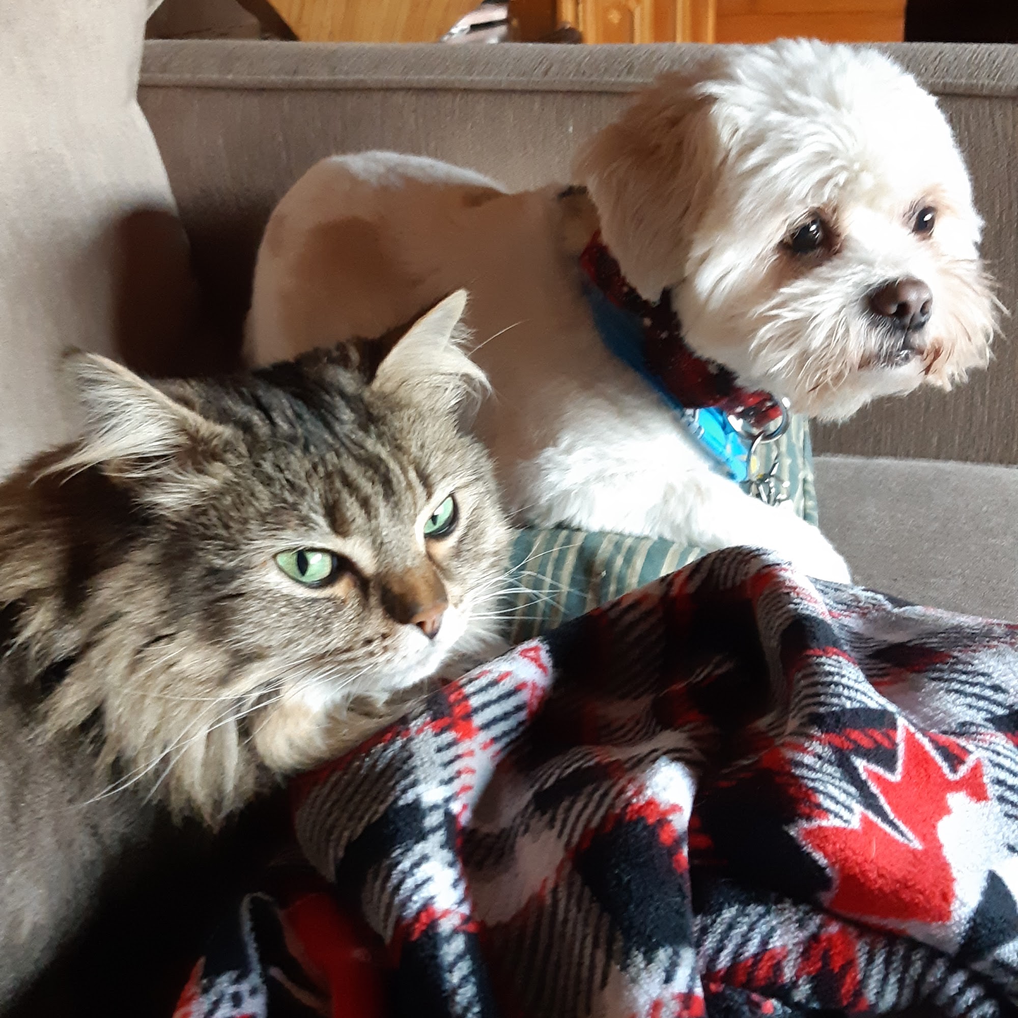 Tanja's Pet Grooming Kamloops