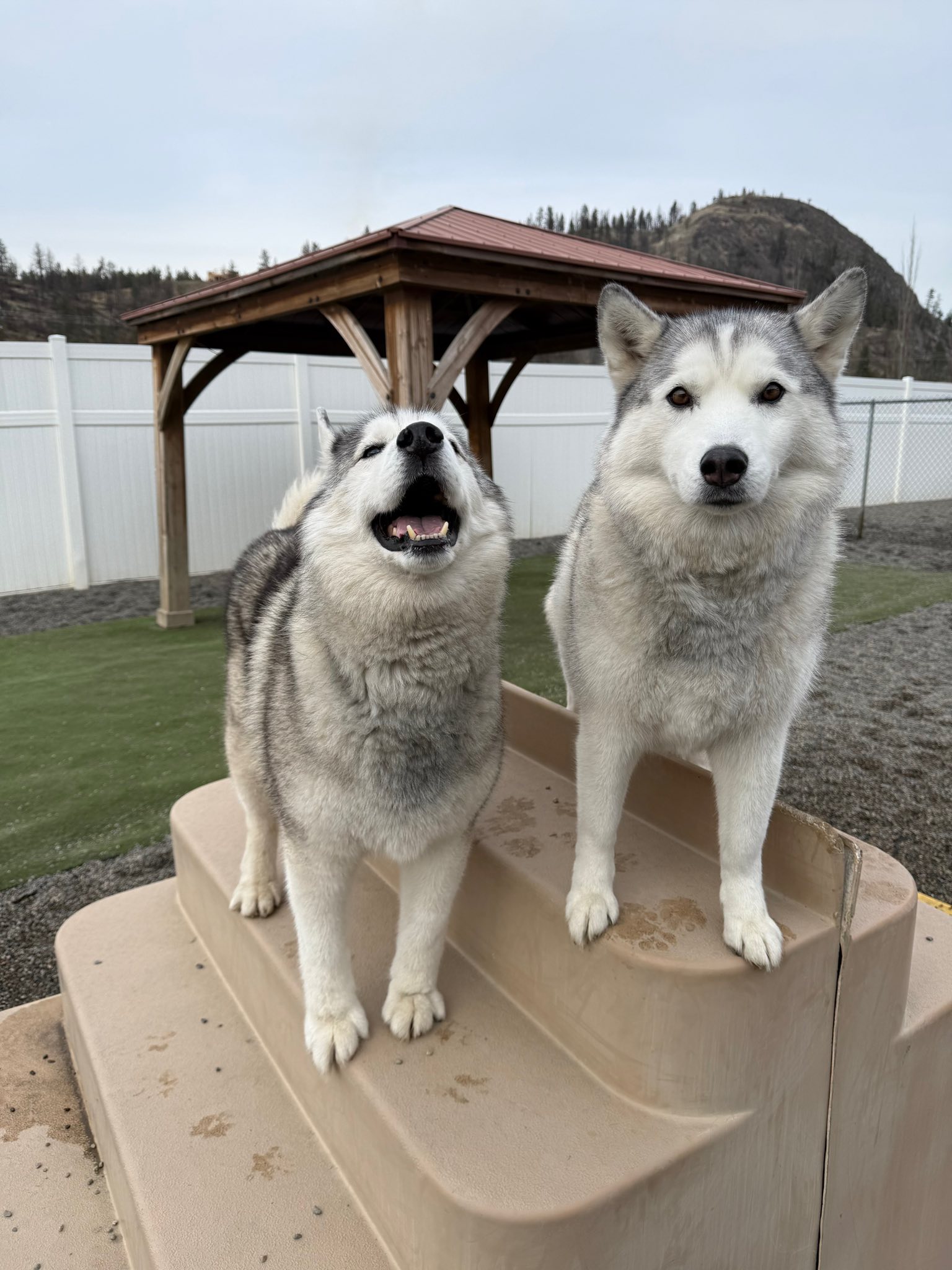 Kelowna Pet Resort Kelowna
