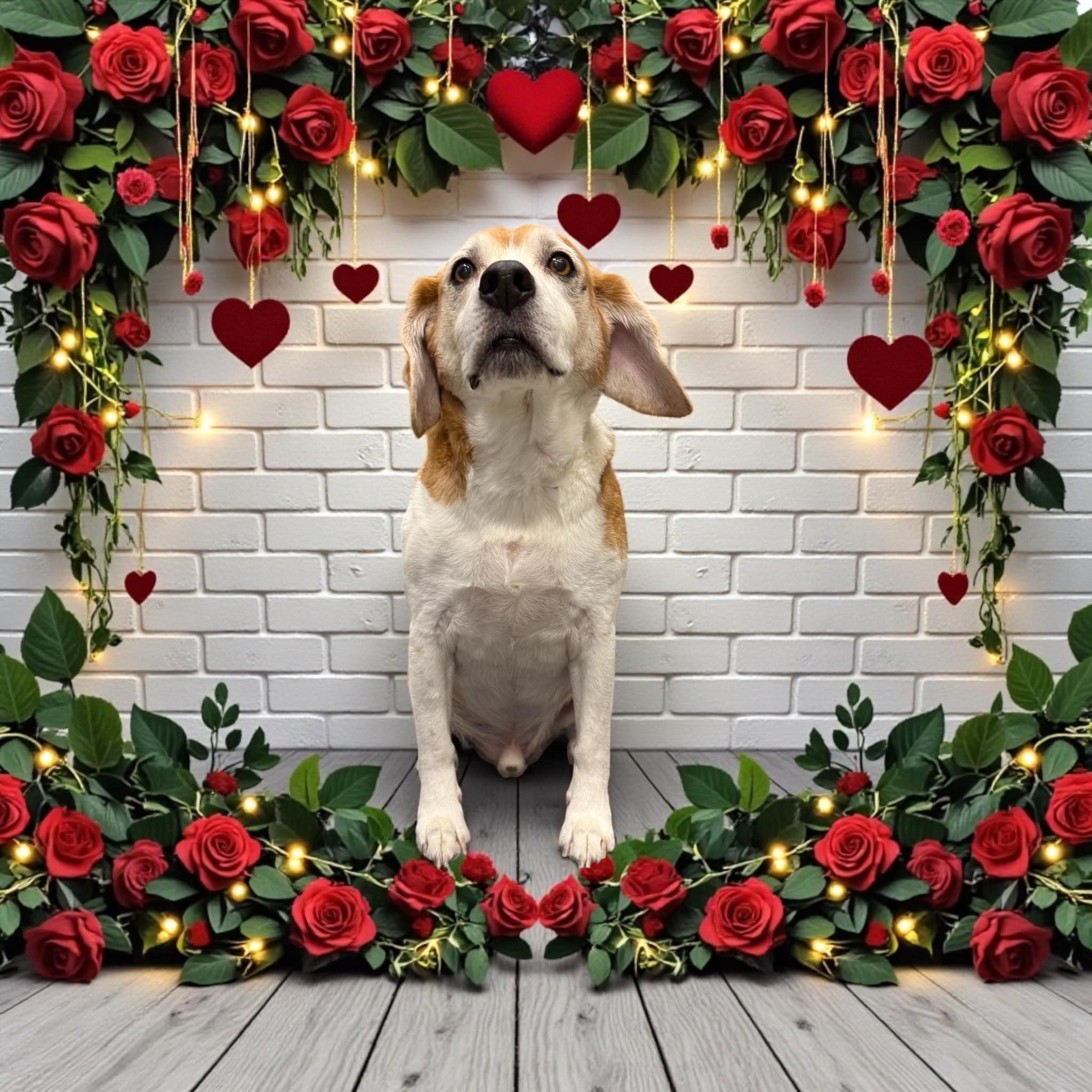 Yuppie Puppy Kelowna