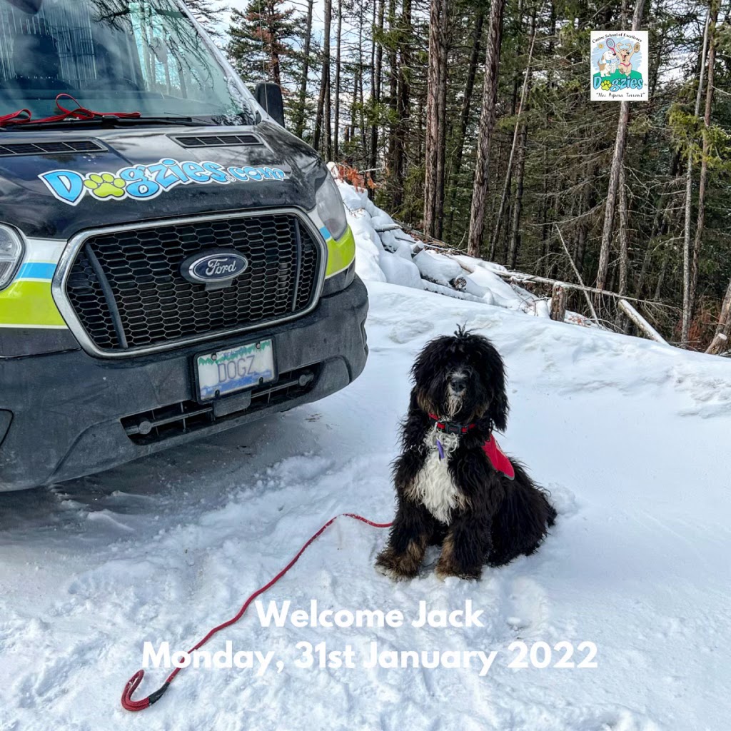 Dogzies Pet Services Inc Kelowna