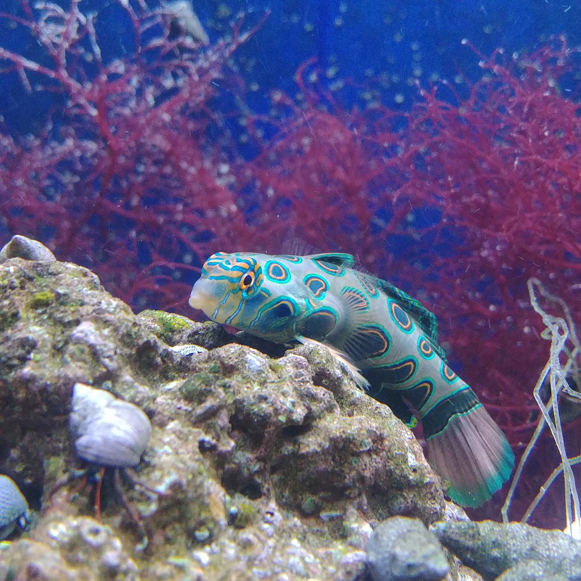 The Purple Seahorse Ltd. Kelowna