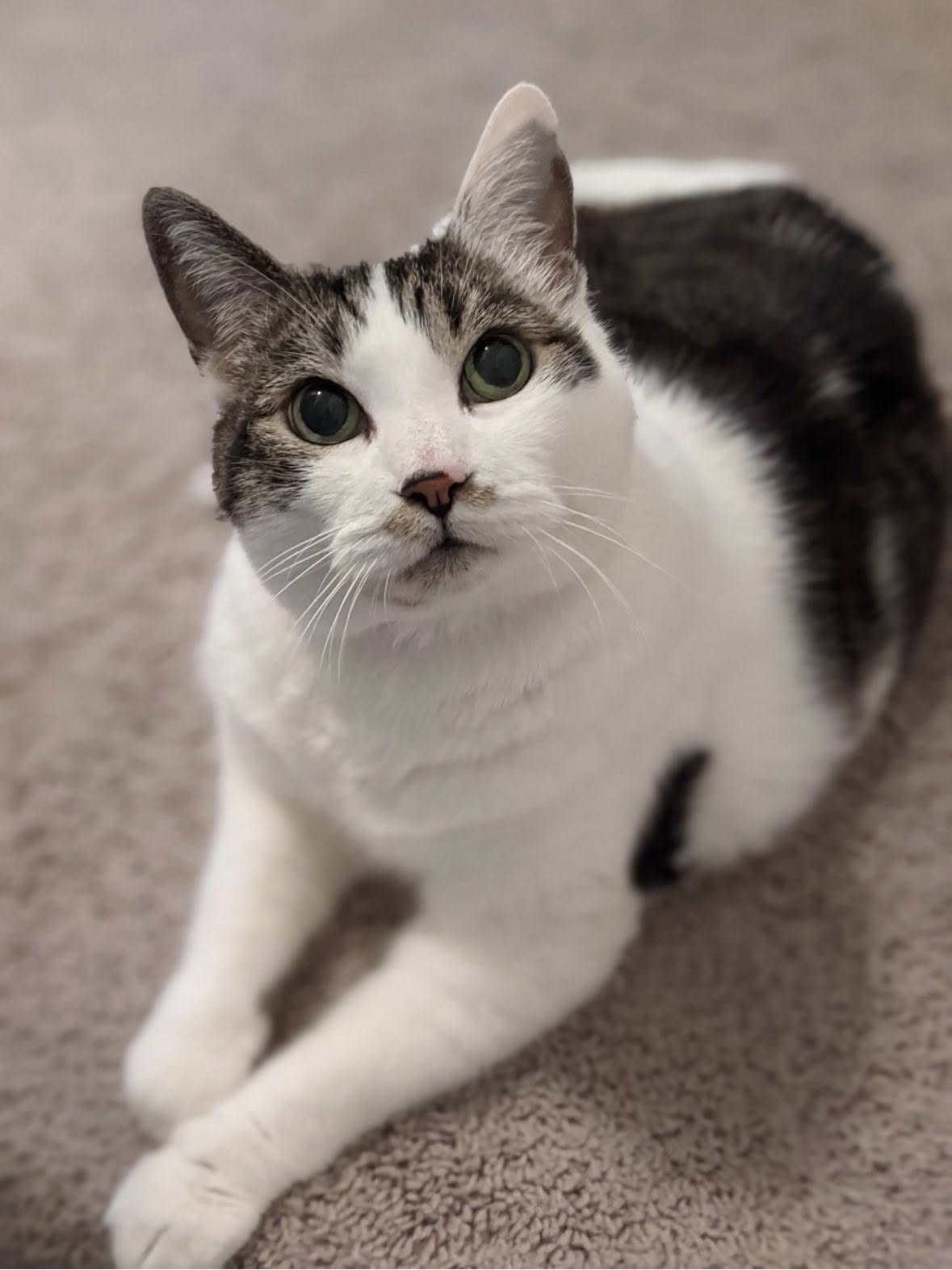 Fairfield Animal Hospital Kelowna