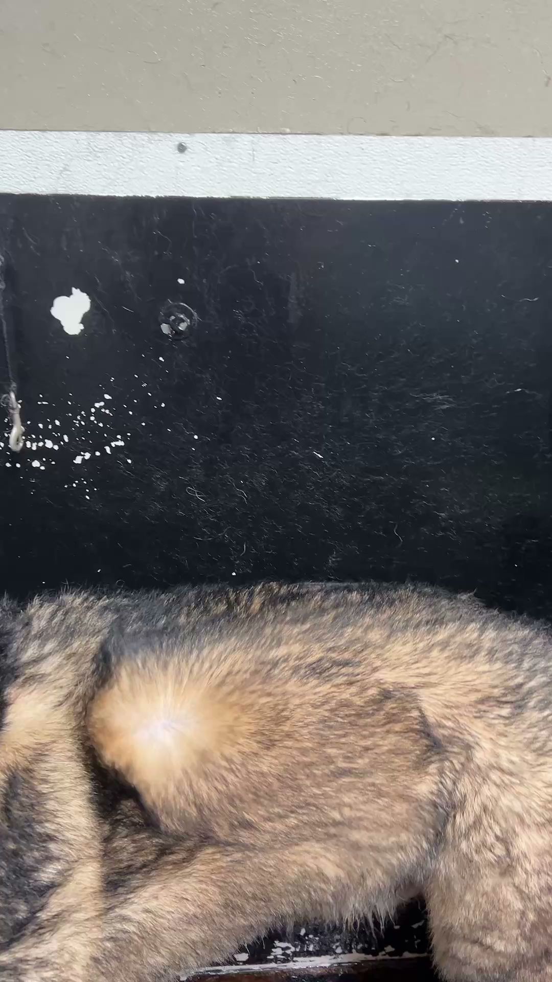 Danielle's Paws Spa Lake Country