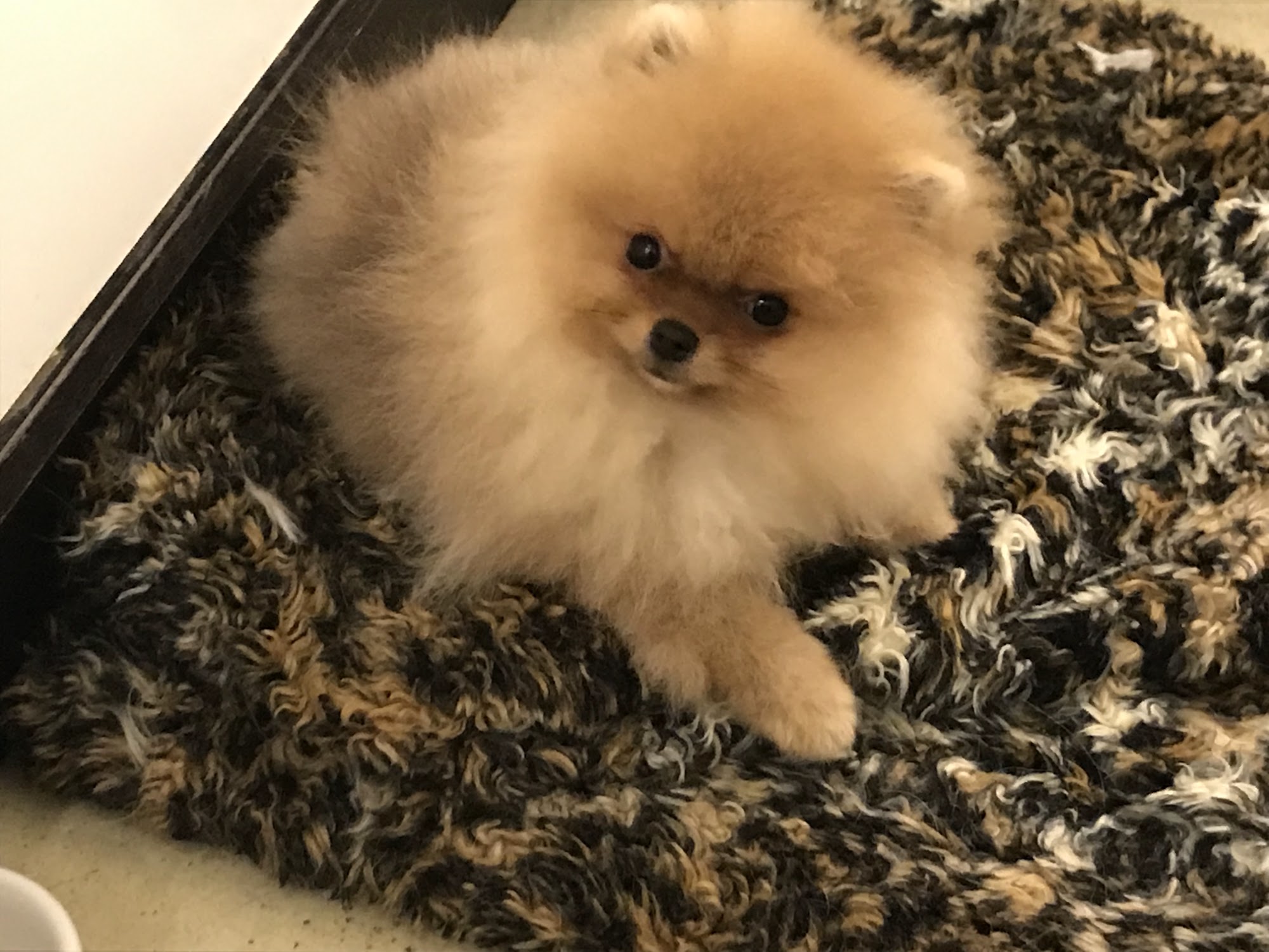 Spoildrotten Maltese and Yorkshire terriers Langley