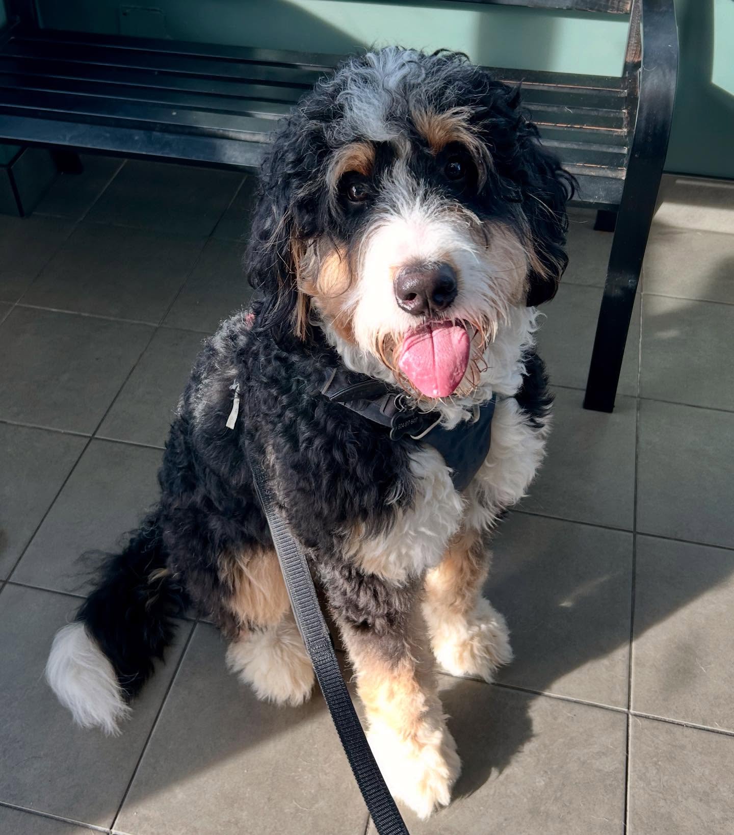 All About Pets Animal Hospital Langley