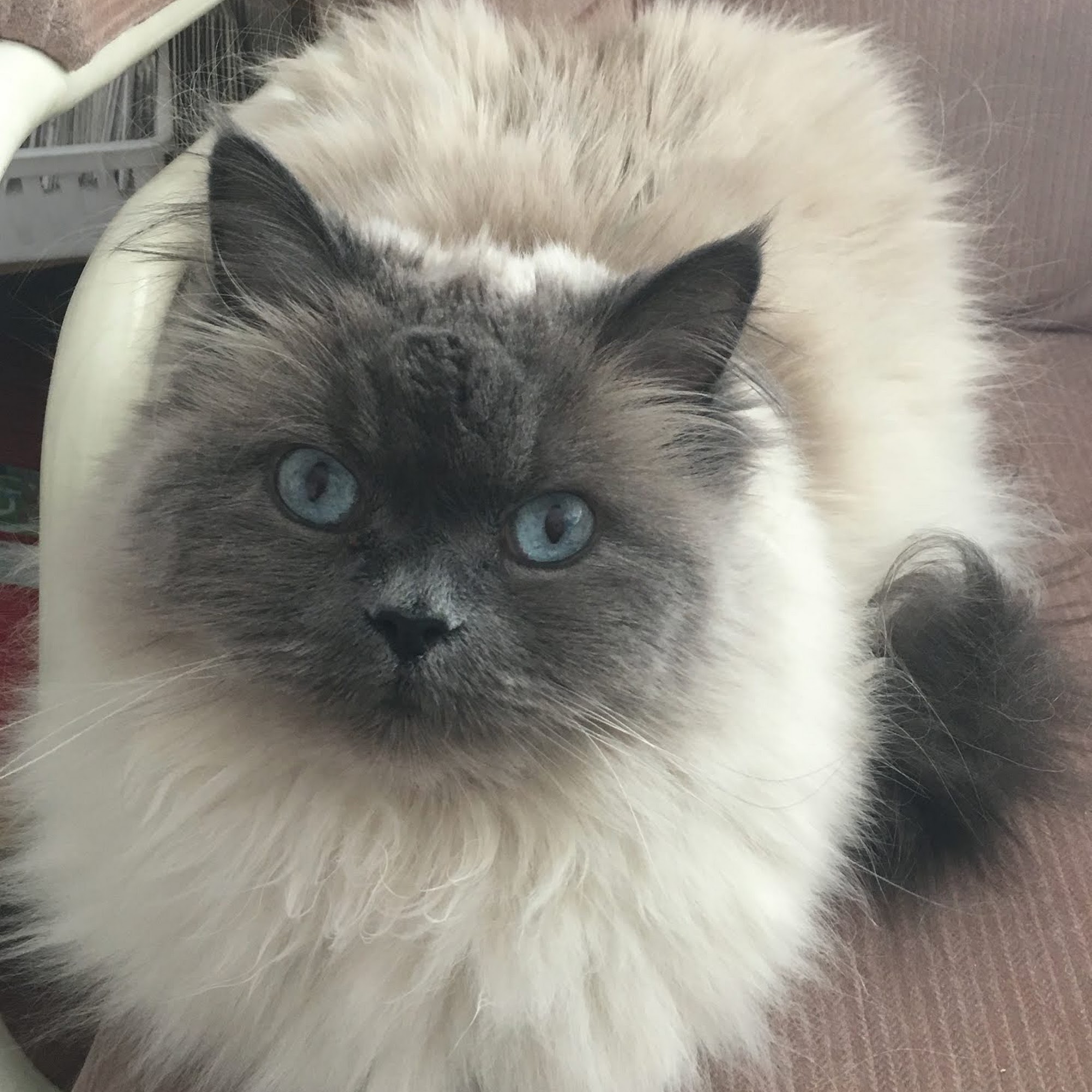 Harvey Pet Foods & Supplies Langley