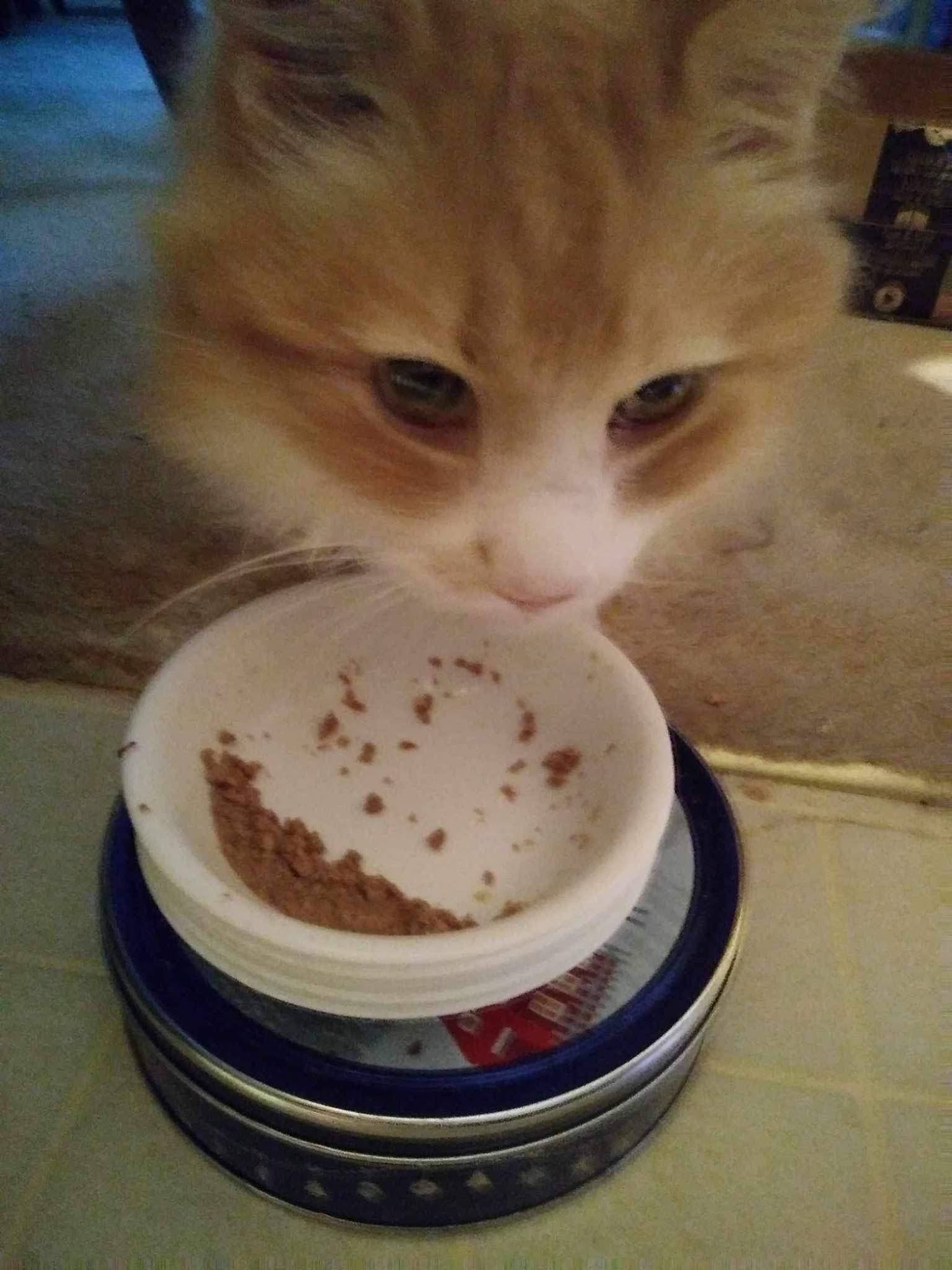 Harvey Pet Foods & Supplies Langley