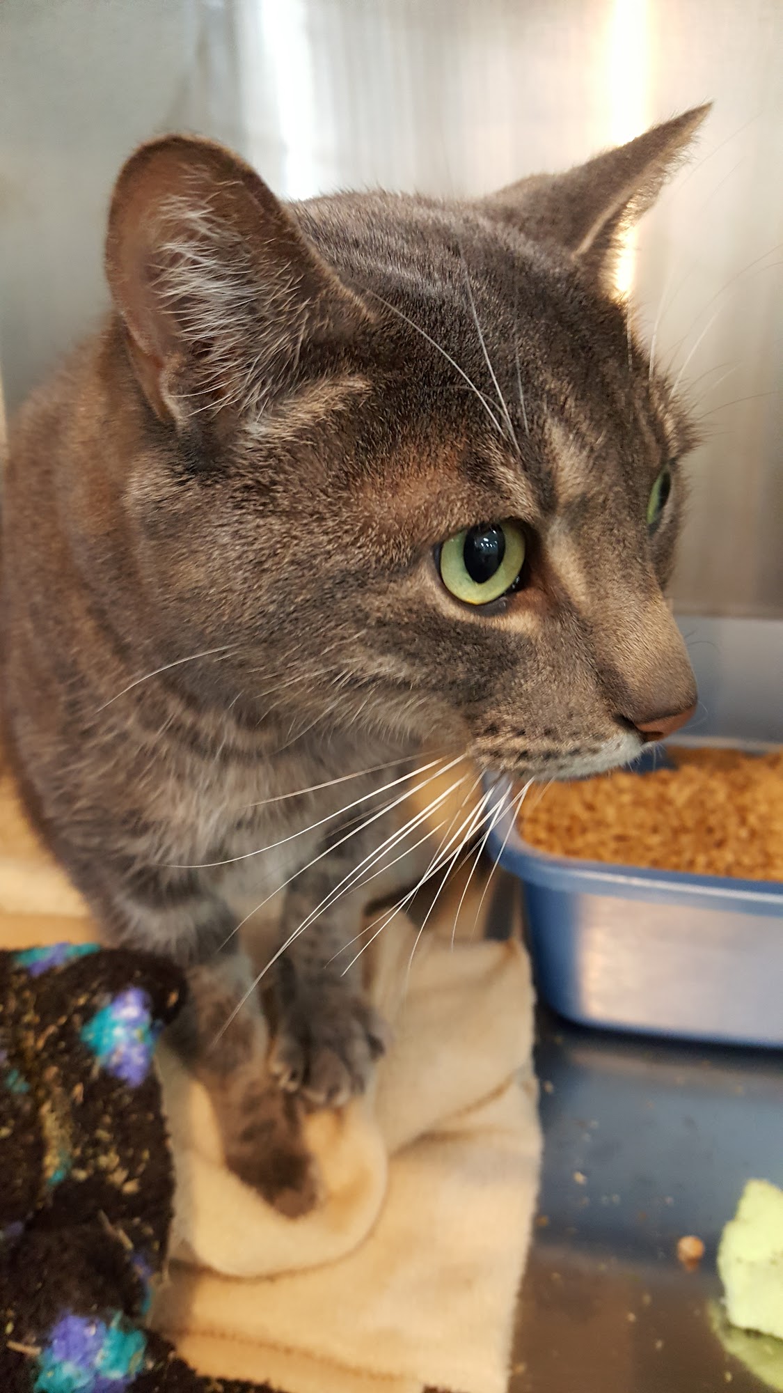 C.A.R.E.S. Cat Shelter Adoptions at PETSMART Langley