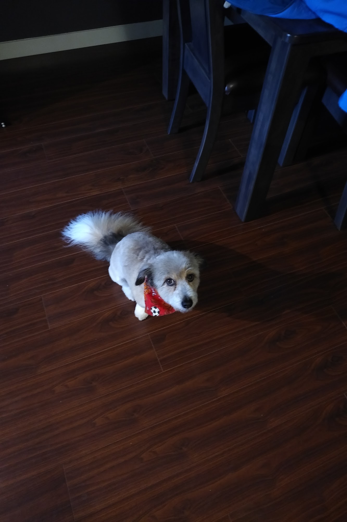 Golden Ears Pet Grooming Maple Ridge