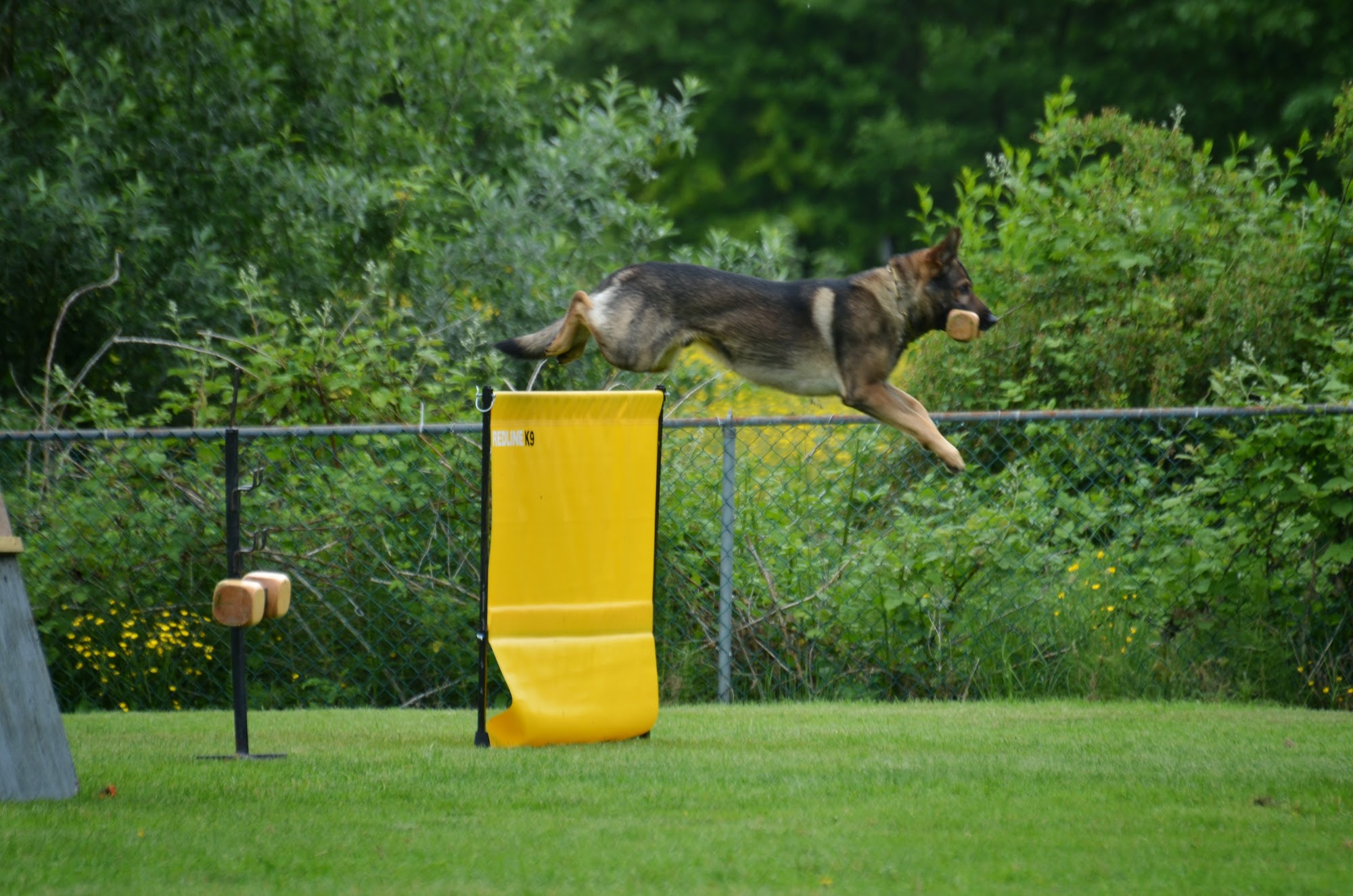 Action K9 Services - Dog Training Maple Ridge