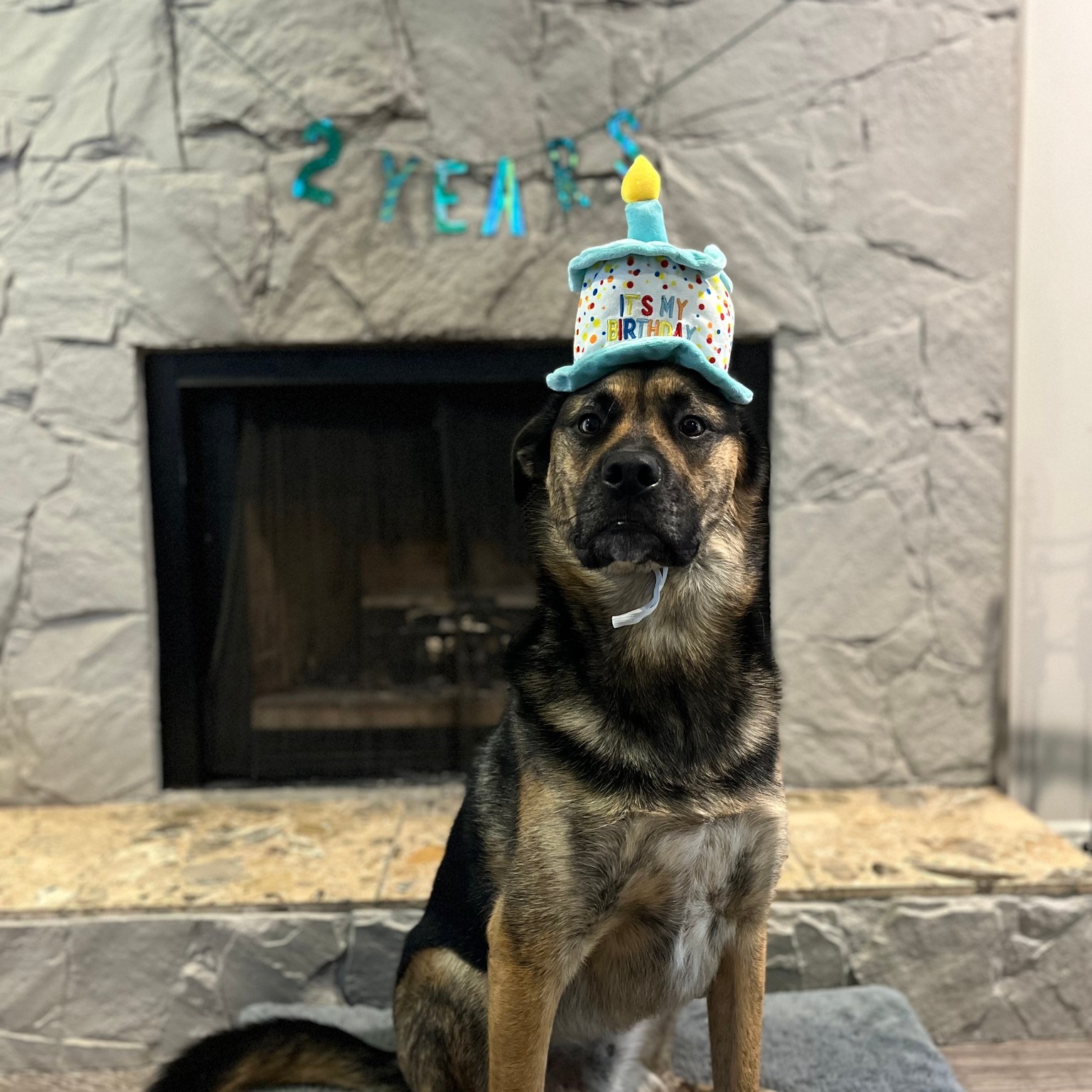 Alouette Animal Hospital Maple Ridge