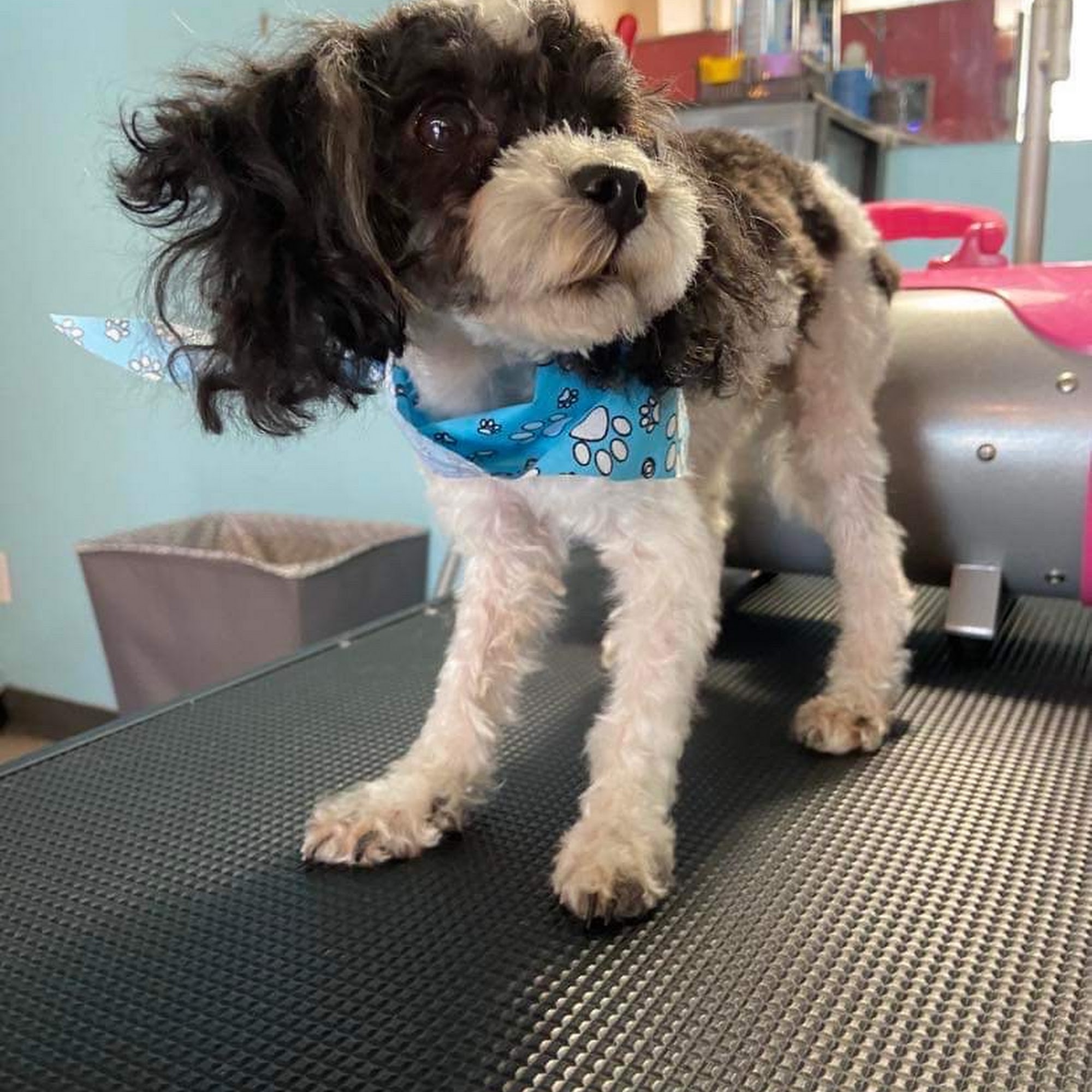 Fetch Dog Grooming & Boutique Merritt