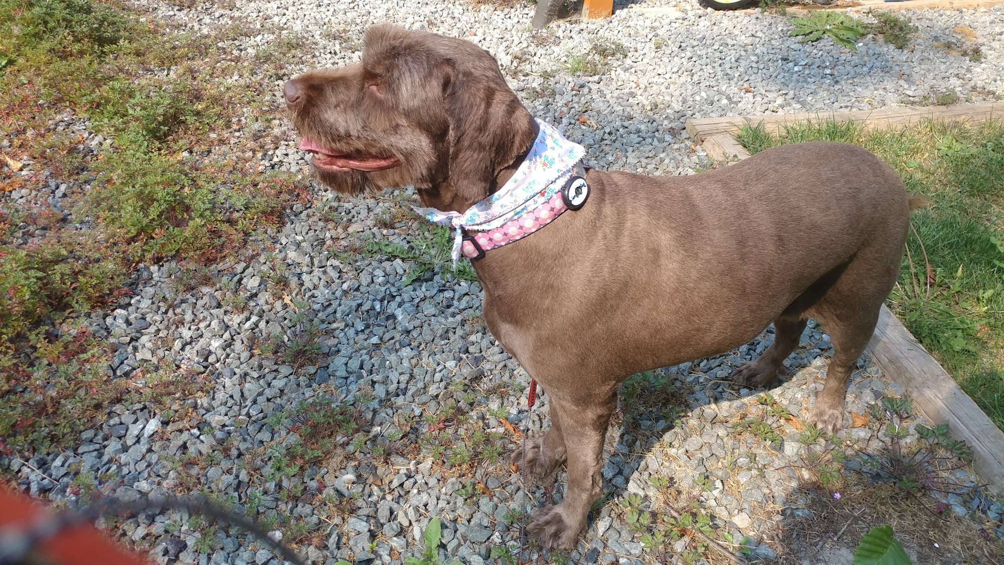 Stinky K9 Spa Mission