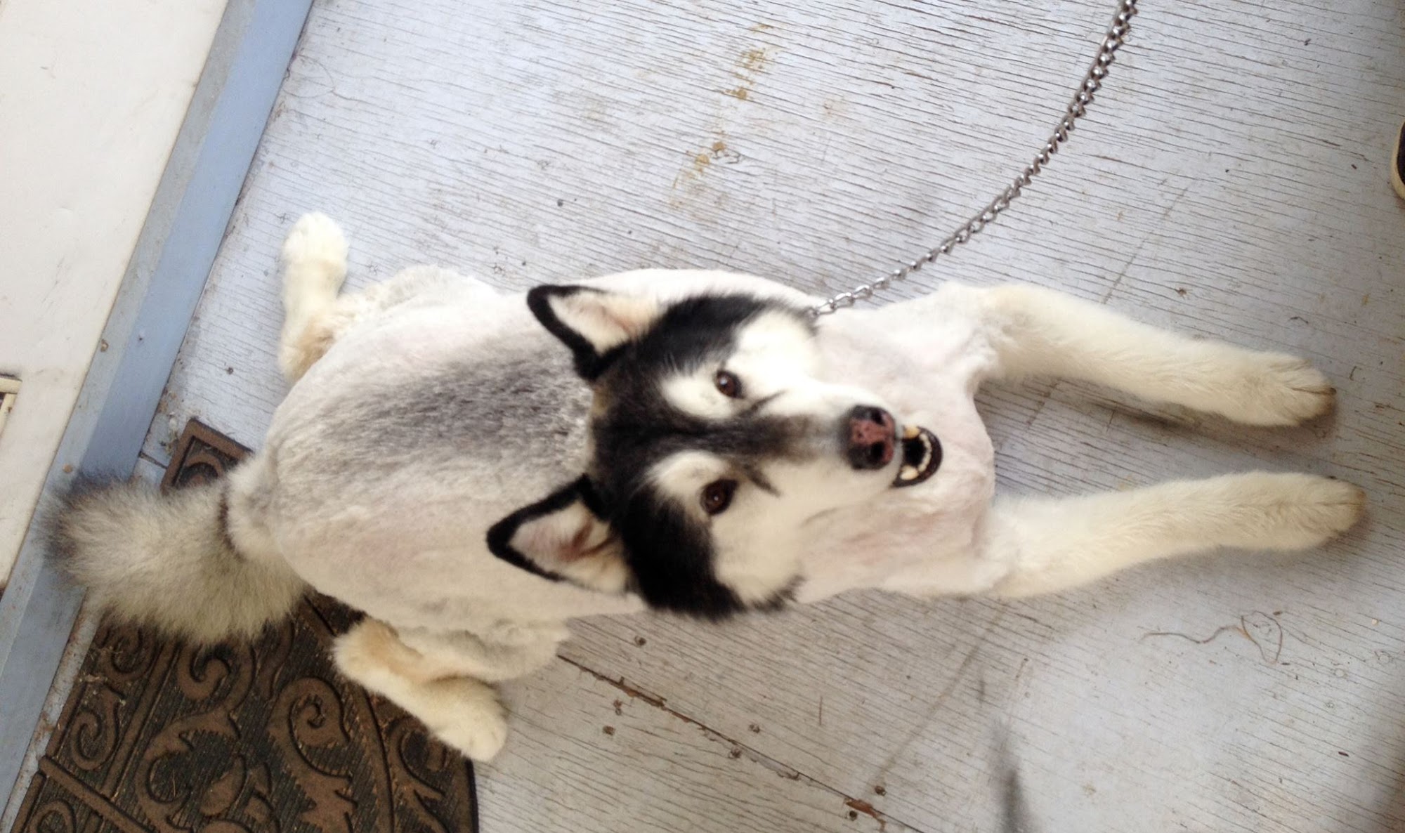 The Tortoise & The Hairless Pet Services Mission